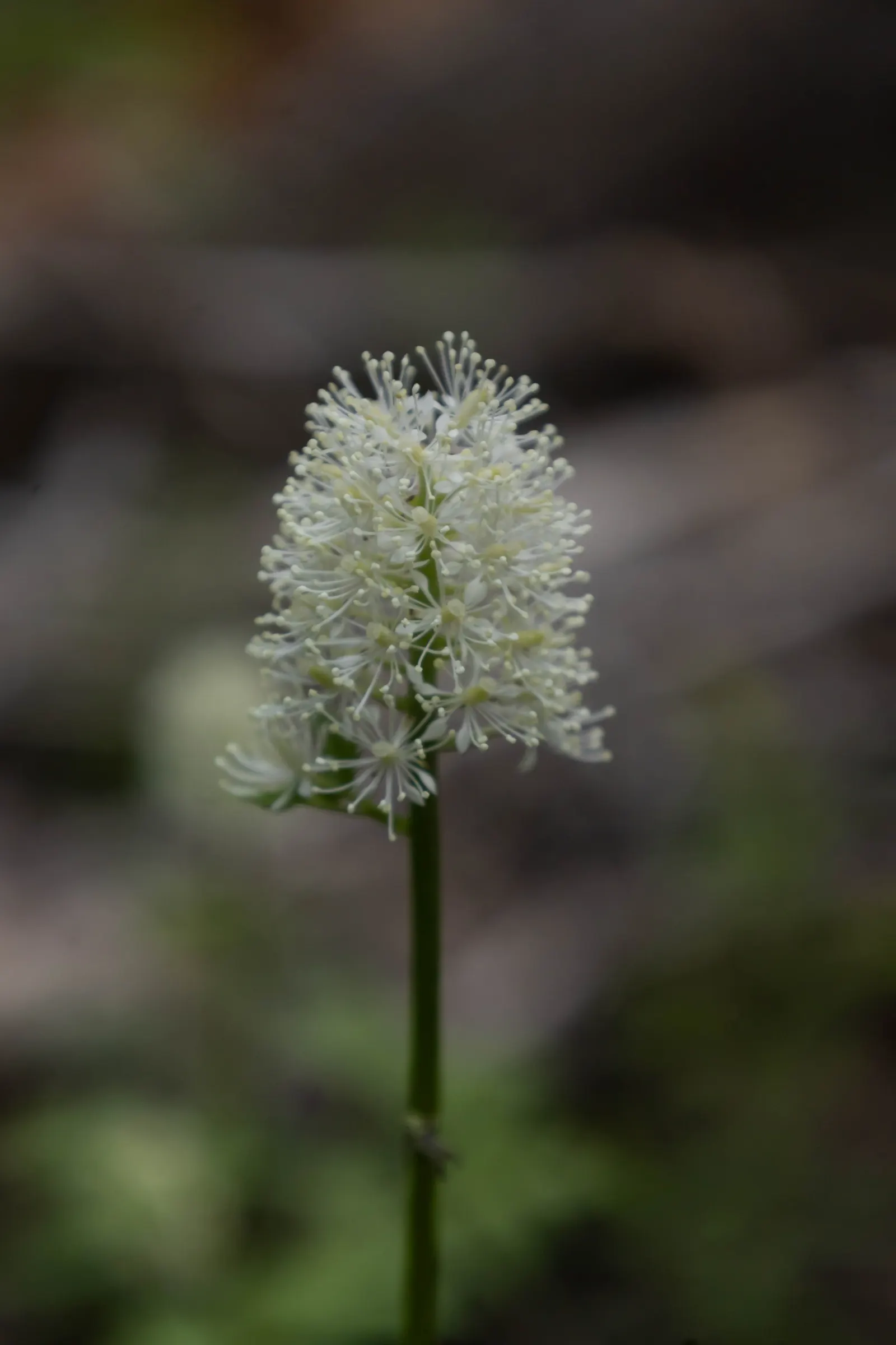 Red Baneberry (Actaea Rubra) — Ideal for adding color to shaded areas in USDA zones 3-8