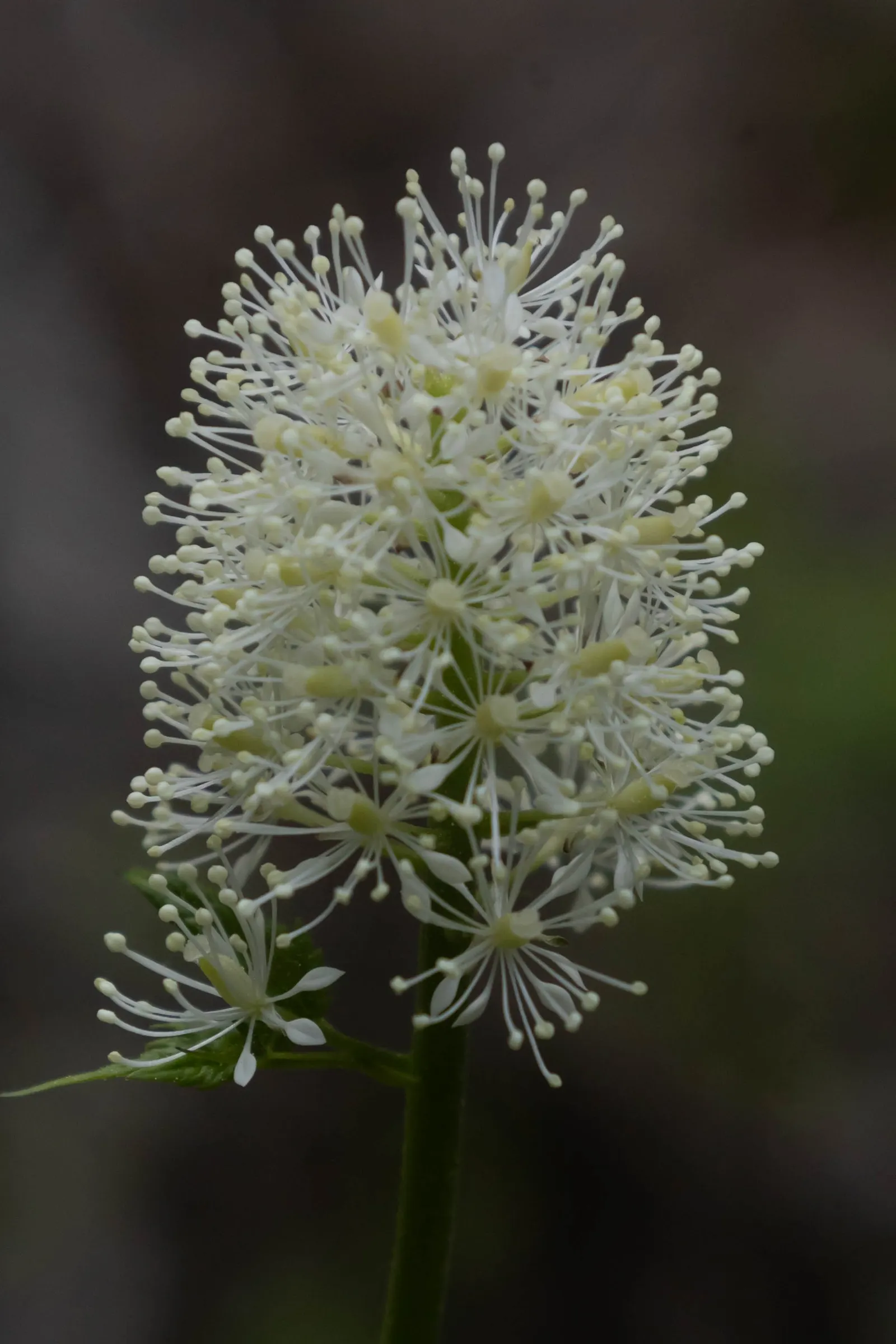 Red Baneberry (Actaea Rubra) — creating a delicate texture