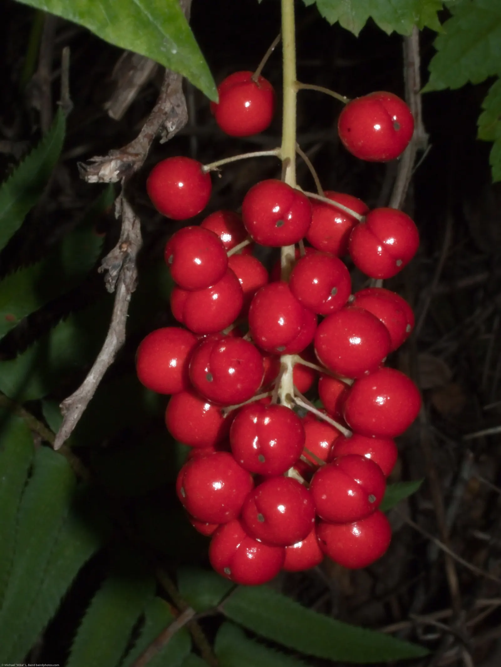 Red Baneberry (Actaea Rubra) — The berries offer a striking contrast against the verdant foliage but are toxic if ingested; white flowers in the, image 68