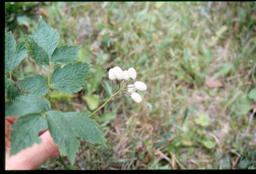 Red Baneberry (Actaea Rubra) — perennial with white blooms; following the flowering period