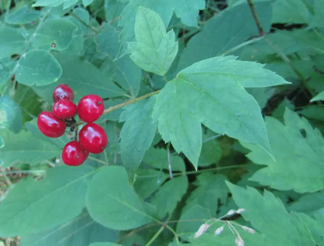 Red Baneberry (Actaea Rubra) — The plant typically grows 1.5 to 3 feet tall with a similar spread; perennial for deep shade or shade, image 79