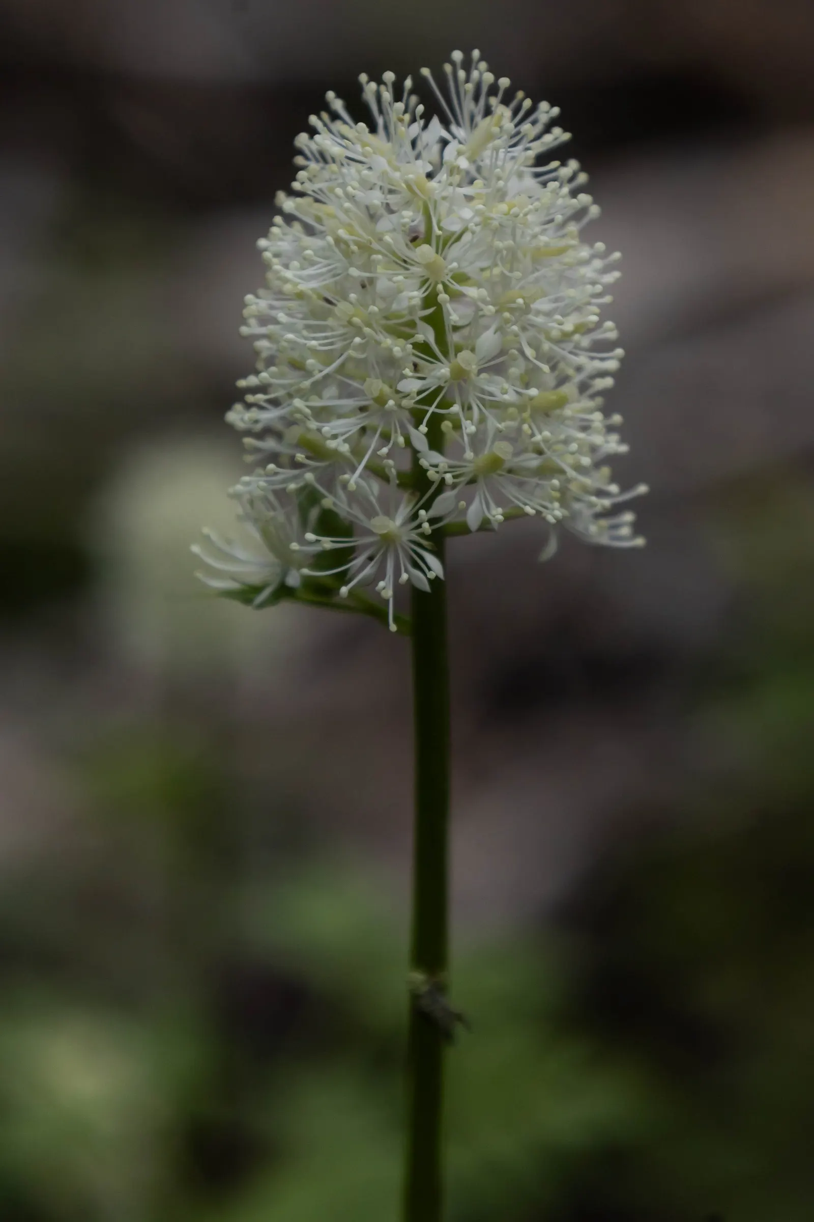 Red Baneberry (Actaea Rubra) — with compound leaves that are finely divided into toothed leaflets; each about 1/3 to 1/2 inch in diameter, image 60
