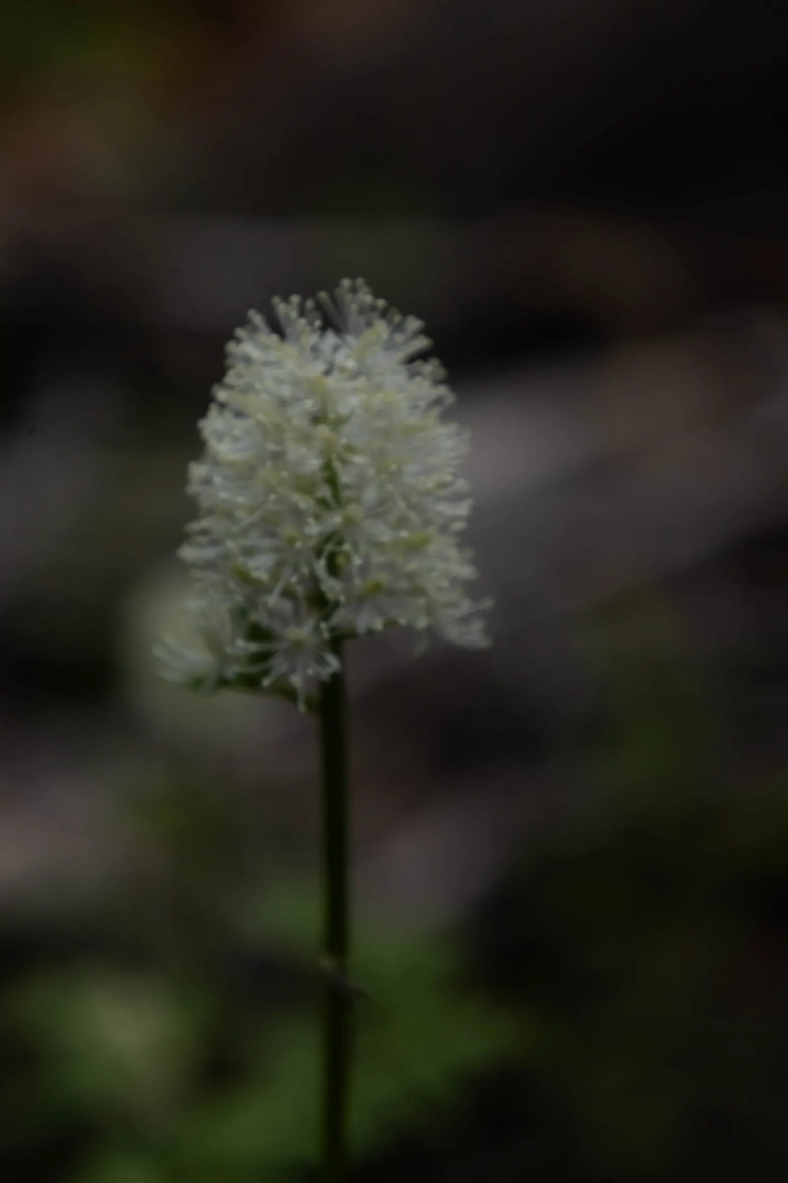 Red Baneberry (Actaea Rubra) — and consistently achieves a moderate growth to reach a mature height and spread of approximately 1.5 to 3 feet, image 83