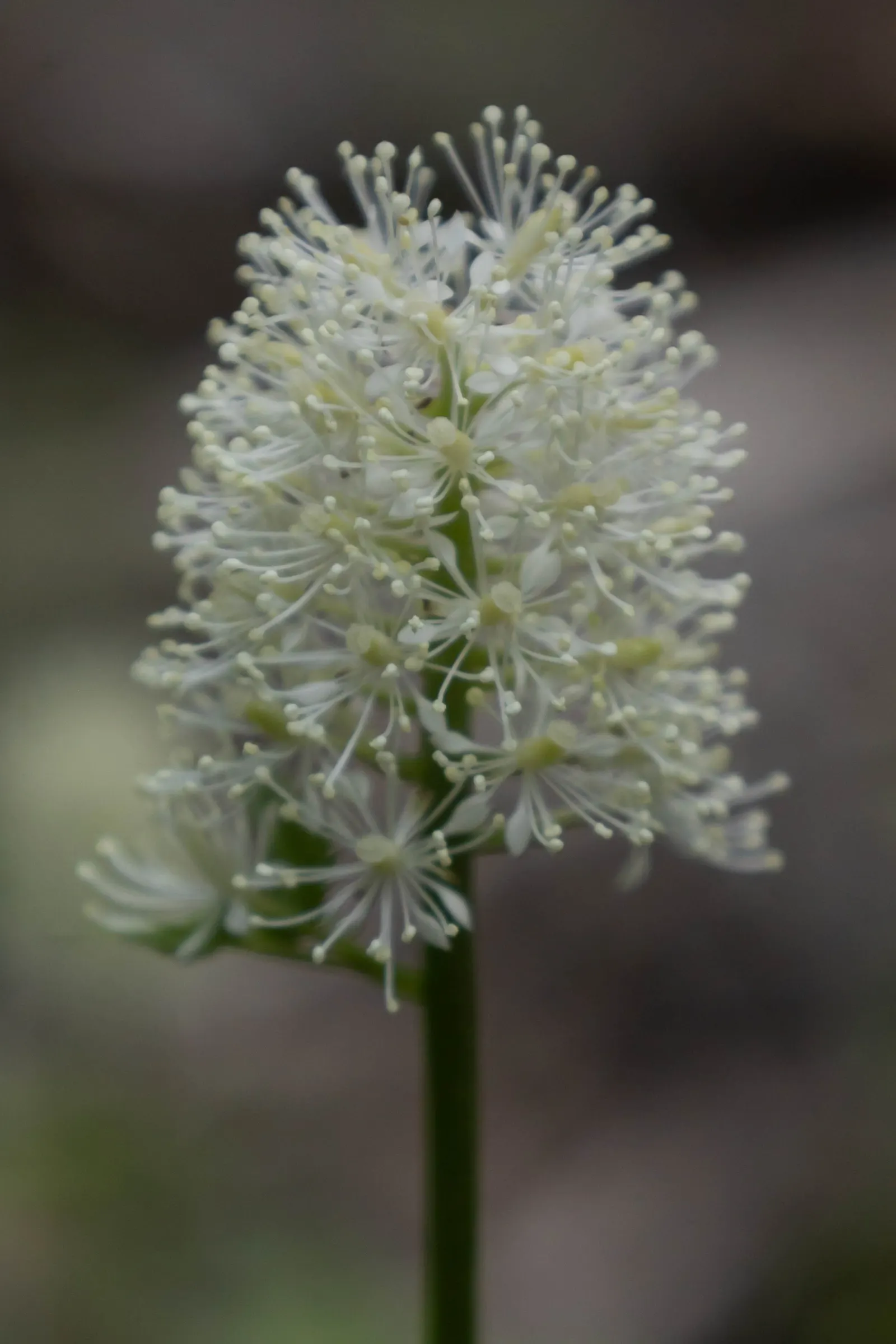 Red Baneberry (Actaea Rubra) — or alongside ferns and hostas for a varied texture display; so they should be kept away from children and, image 71