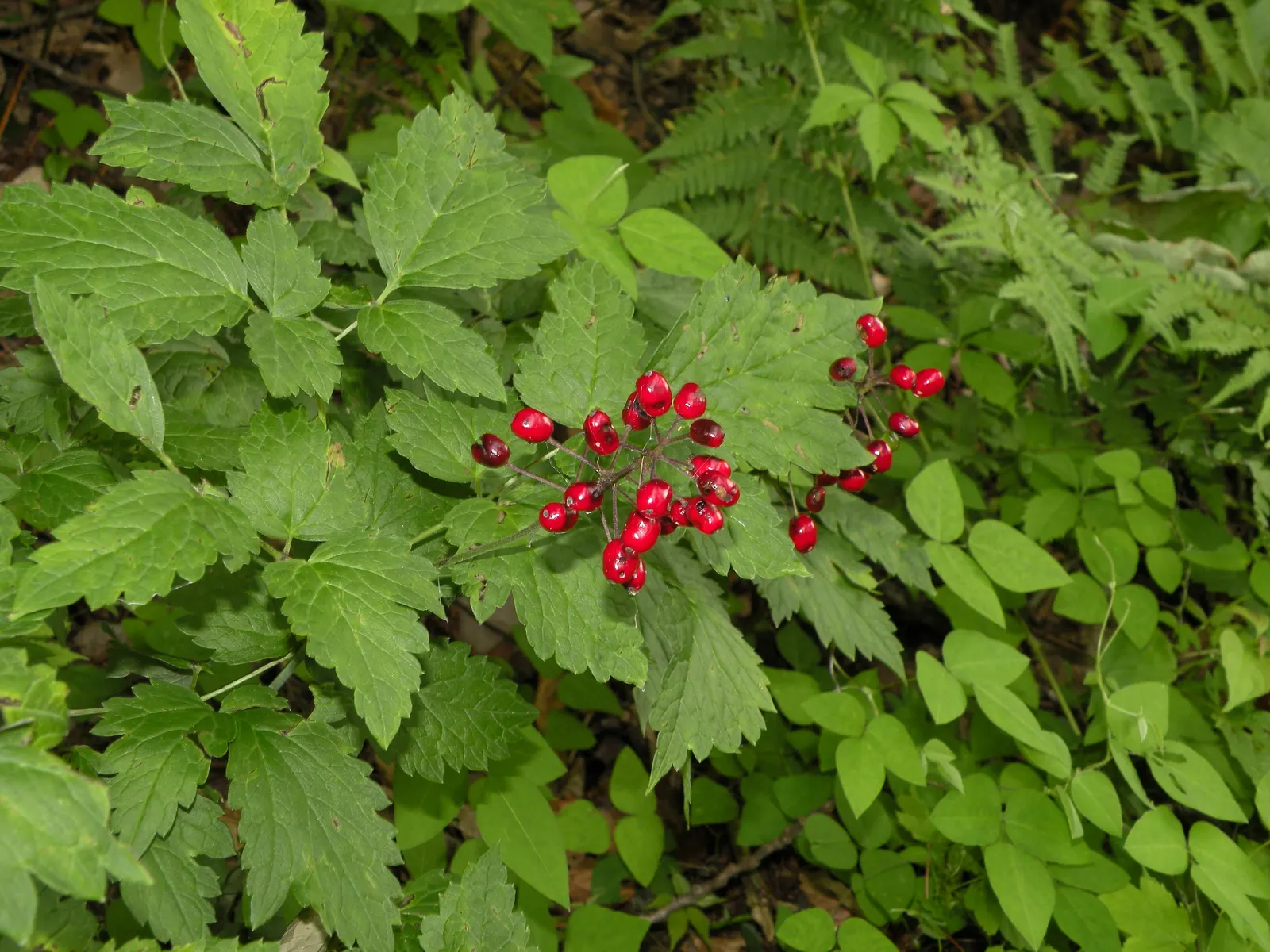 Red Baneberry (Actaea Rubra) — Red Baneberry is an excellent choice for naturalistic plantings
