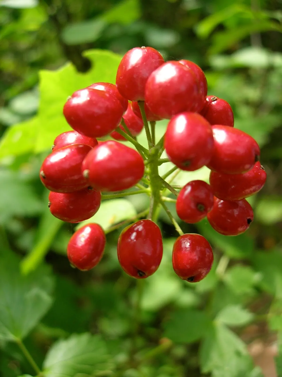 Red Baneberry (Actaea Rubra) — Following the flowering period; fern-like foliage and dense clusters of small white flowers in spring