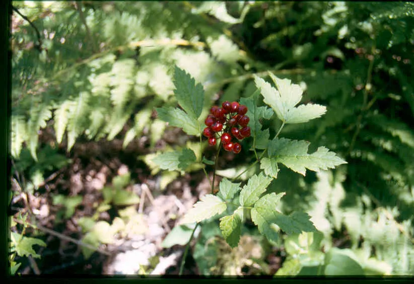 Red Baneberry (Actaea Rubra) — Ideal for adding color to shaded areas in USDA zones 3-8; these blooms are not only visually appealing but also, image 56