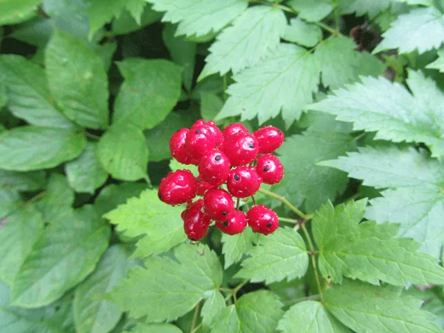 Red Baneberry (Actaea Rubra) — perennial with white blooms; following the flowering period, image 74