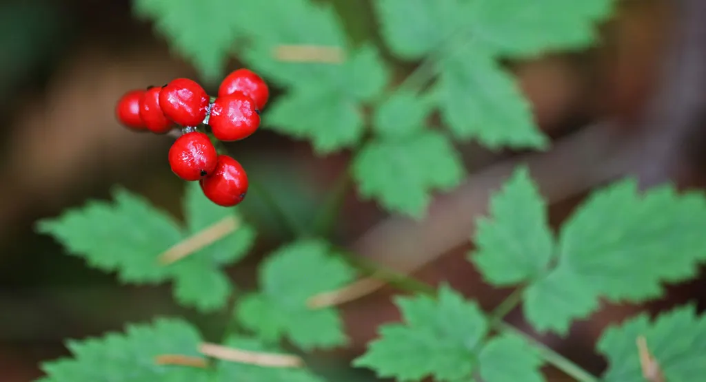 Red Baneberry (Actaea Rubra) — These blooms are not only visually appealing but also attract pollinators like bees to the garden; red Baneberry is, image 64