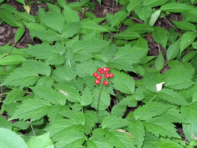 Red Baneberry (Actaea Rubra) — creating a delicate texture; perennial with white blooms, image 86