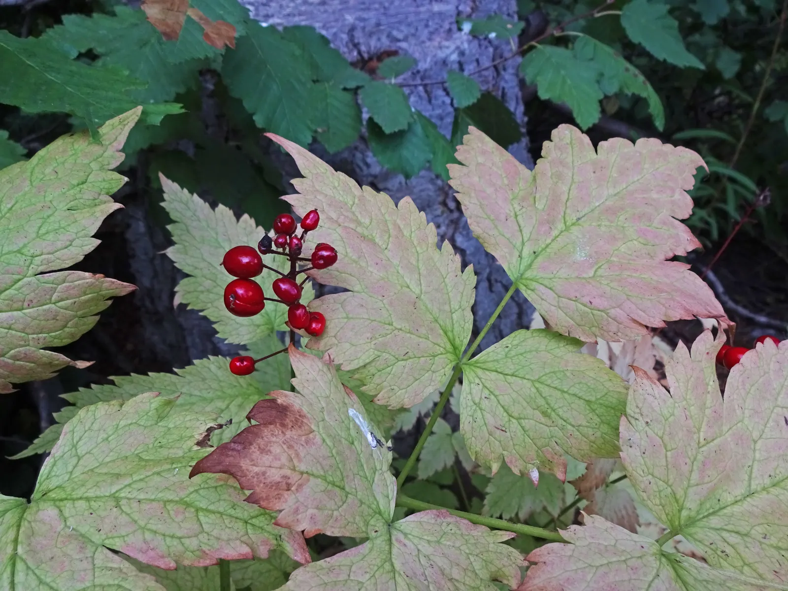 Red Baneberry (Actaea Rubra) — perennial for deep shade or shade; especially in dry periods