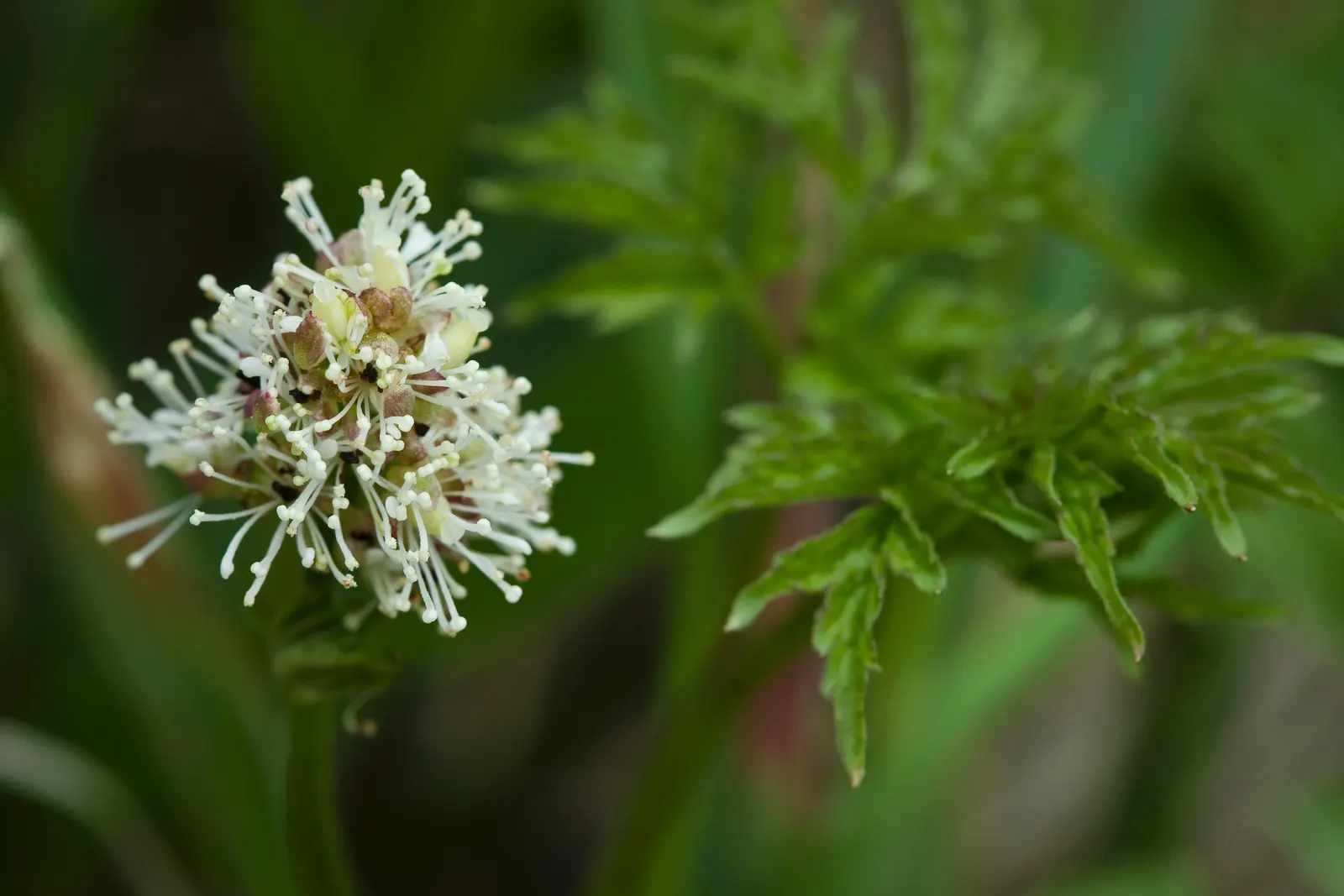 Red Baneberry (Actaea Rubra) — so they should be kept away from children and pets.<br><br>For landscape designs; caution: its alluring berries are, image 69