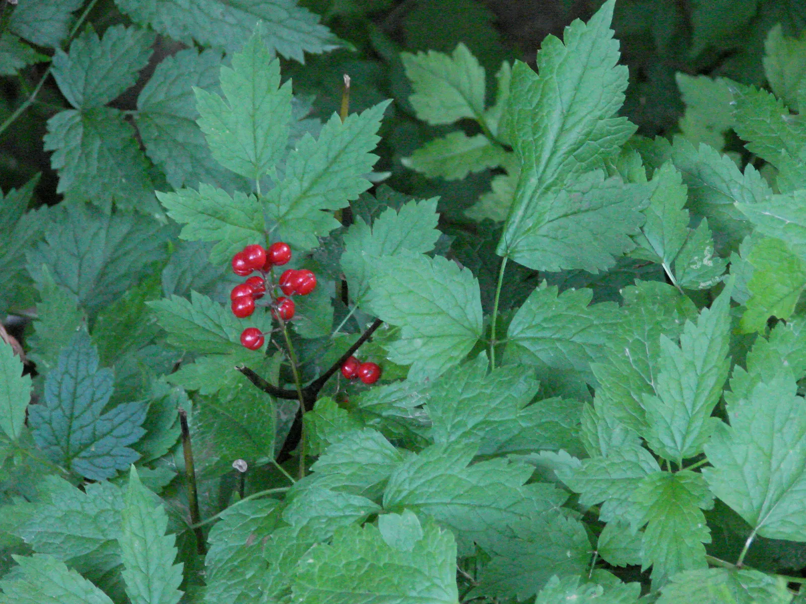 Red Baneberry (Actaea Rubra) — fluffy white flowers that are grouped in terminal clusters, image 88