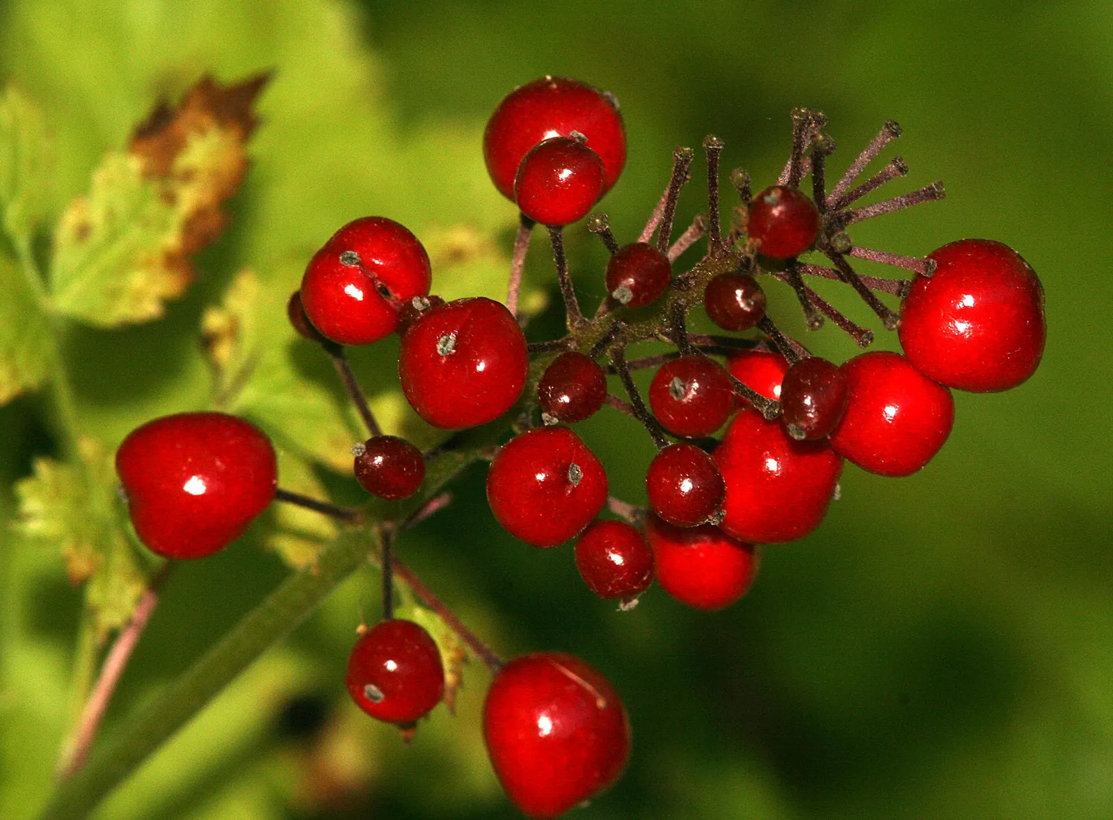 Red Baneberry (Actaea Rubra) — In late spring to early summer; ideal for adding color to shaded areas in USDA zones 3-8, image 62