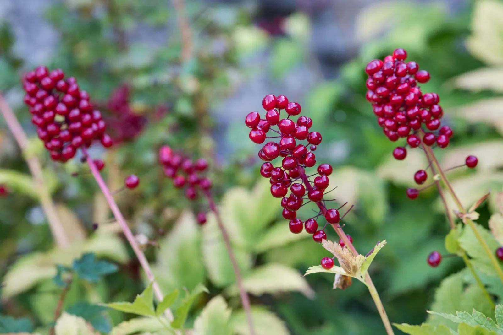 Red Baneberry (Actaea Rubra) — fern-like foliage and dense clusters of small white flowers in spring; creating a delicate texture, image 77