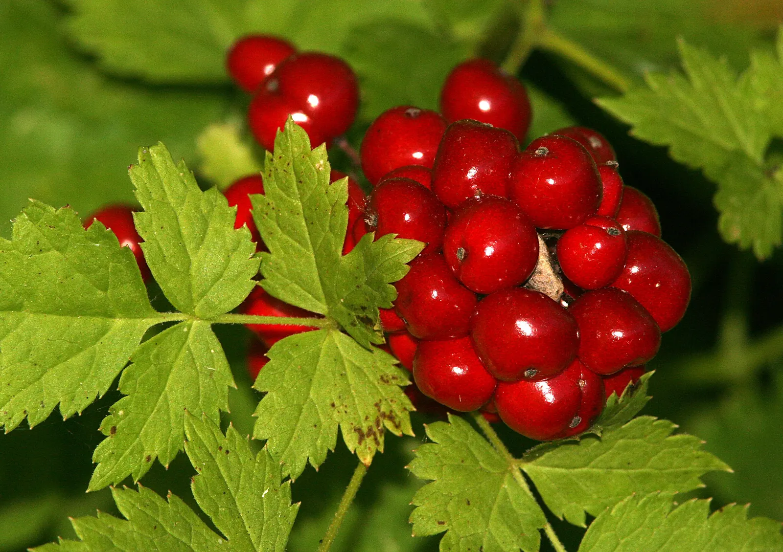 Red Baneberry (Actaea Rubra) — The plant typically grows 1.5 to 3 feet tall with a similar spread; perennial for deep shade or shade, image 54