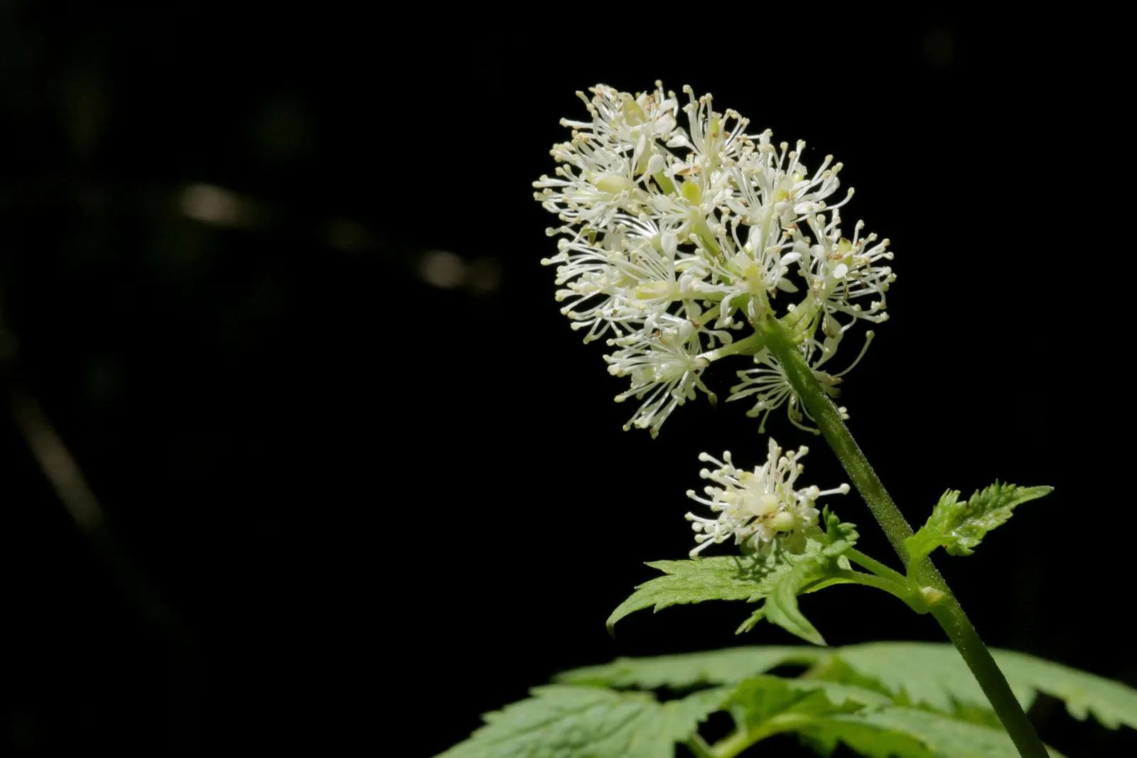 Red Baneberry (Actaea Rubra) — The berries offer a striking contrast against the verdant foliage but are toxic if ingested