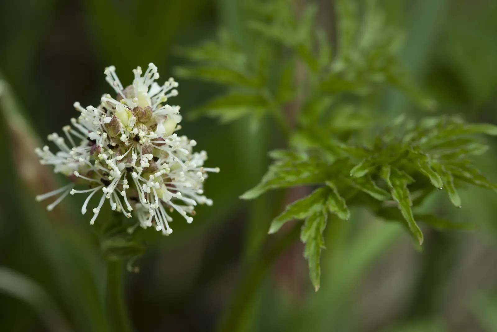 Red Baneberry (Actaea Rubra) — creating a delicate texture; perennial with white blooms