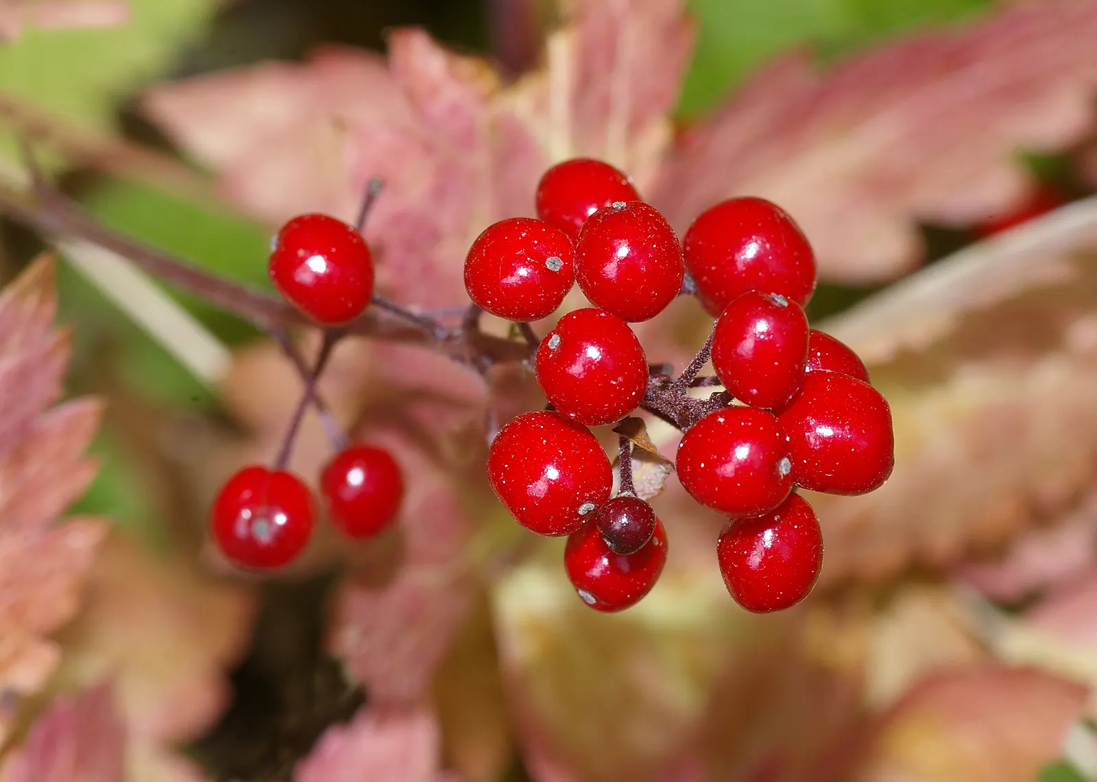 Red Baneberry (Actaea Rubra) — <br><br>The foliage of Red Baneberry is a lush deep green; with compound leaves that are finely divided into toothed, image 59