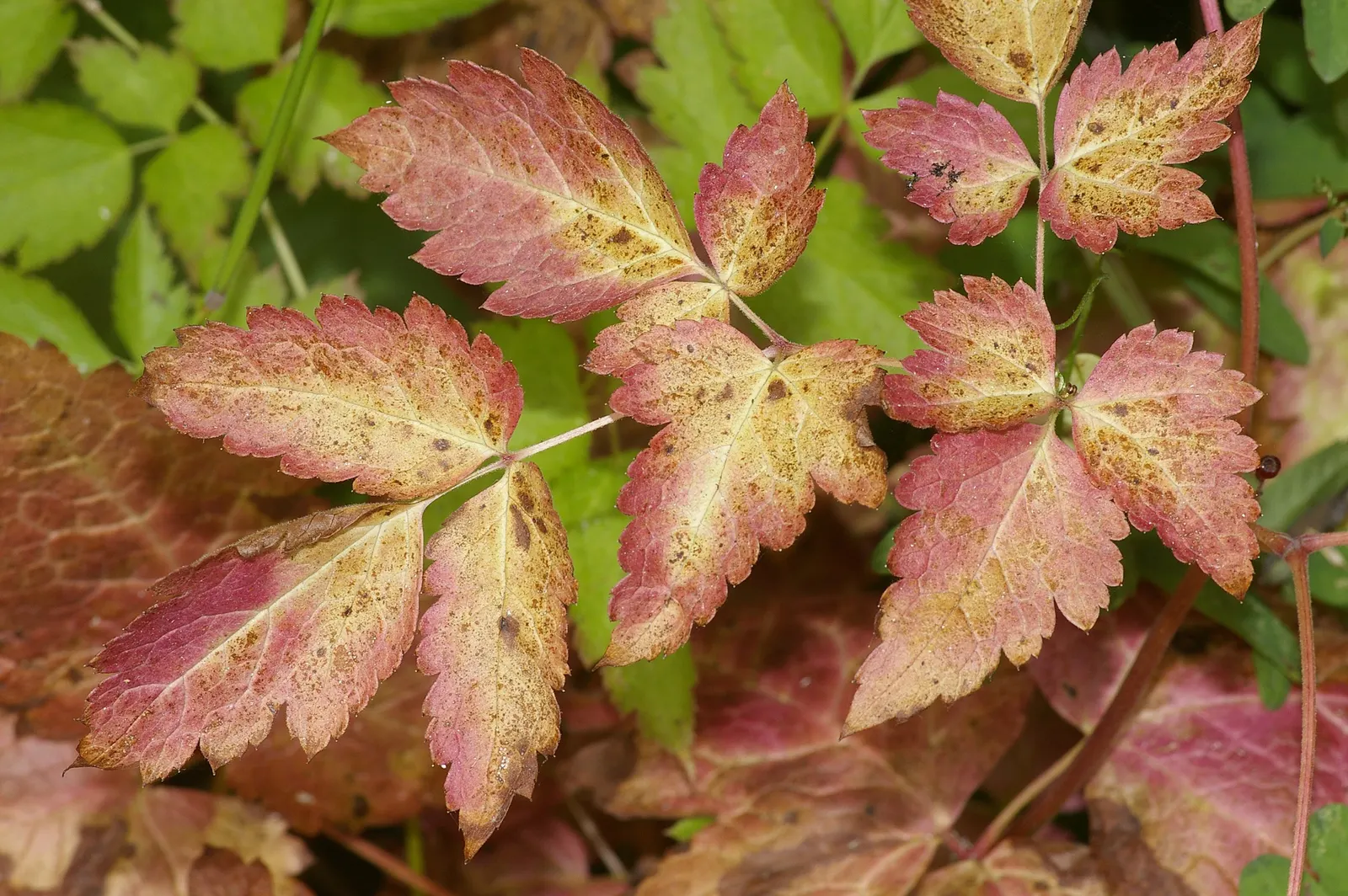 Red Baneberry (Actaea Rubra) — or alongside ferns and hostas for a varied texture display; so they should be kept away from children and pets.<br><br>For