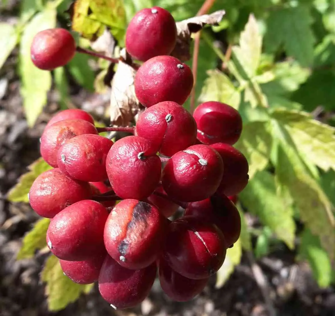 Red Baneberry (Actaea Rubra) — and consistently achieves a moderate growth to reach a mature height and spread of approximately 1.5 to 3 feet