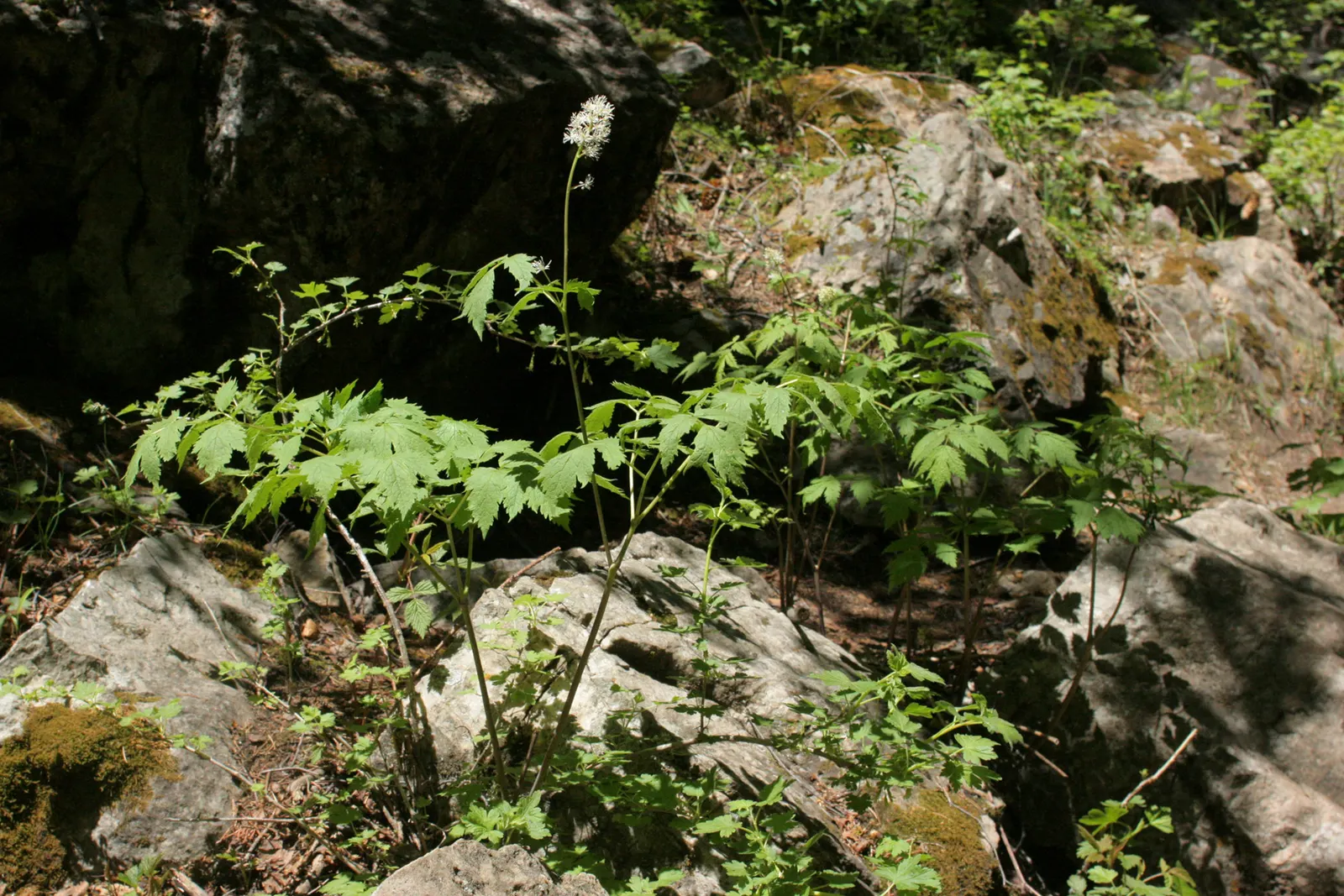 Red Baneberry (Actaea Rubra) — Red Baneberry (Actaea rubra) is a shade-tolerant perennial native to North American woodlands; the plant typically grows 1.5 to