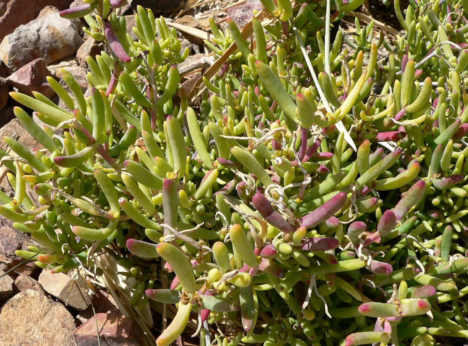 Rocky Point Ice Plant (Malephora Lutea) — Sporting succulent green foliage, it reaches 6-8 inches tall and spreads up to 24 inches
