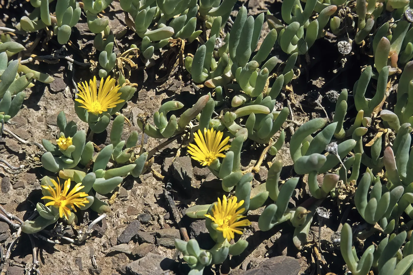 Rocky Point Ice Plant (Malephora Lutea) — is a versatile and robust succulent groundcover