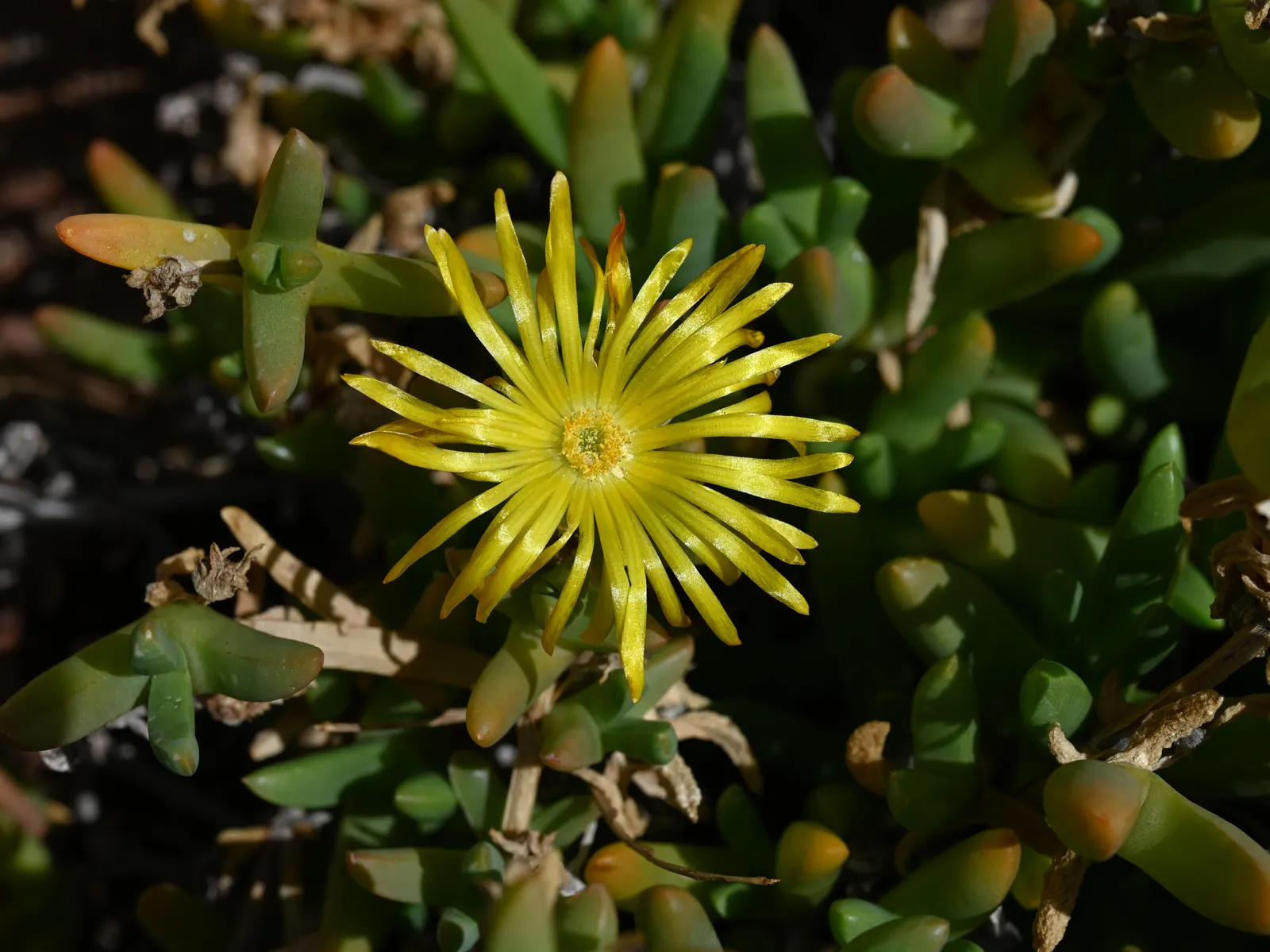Rocky Point Ice Plant (Malephora Lutea) — Vivid yellow daisy-like flowers bloom profusely in spring and fall, attracting pollinators