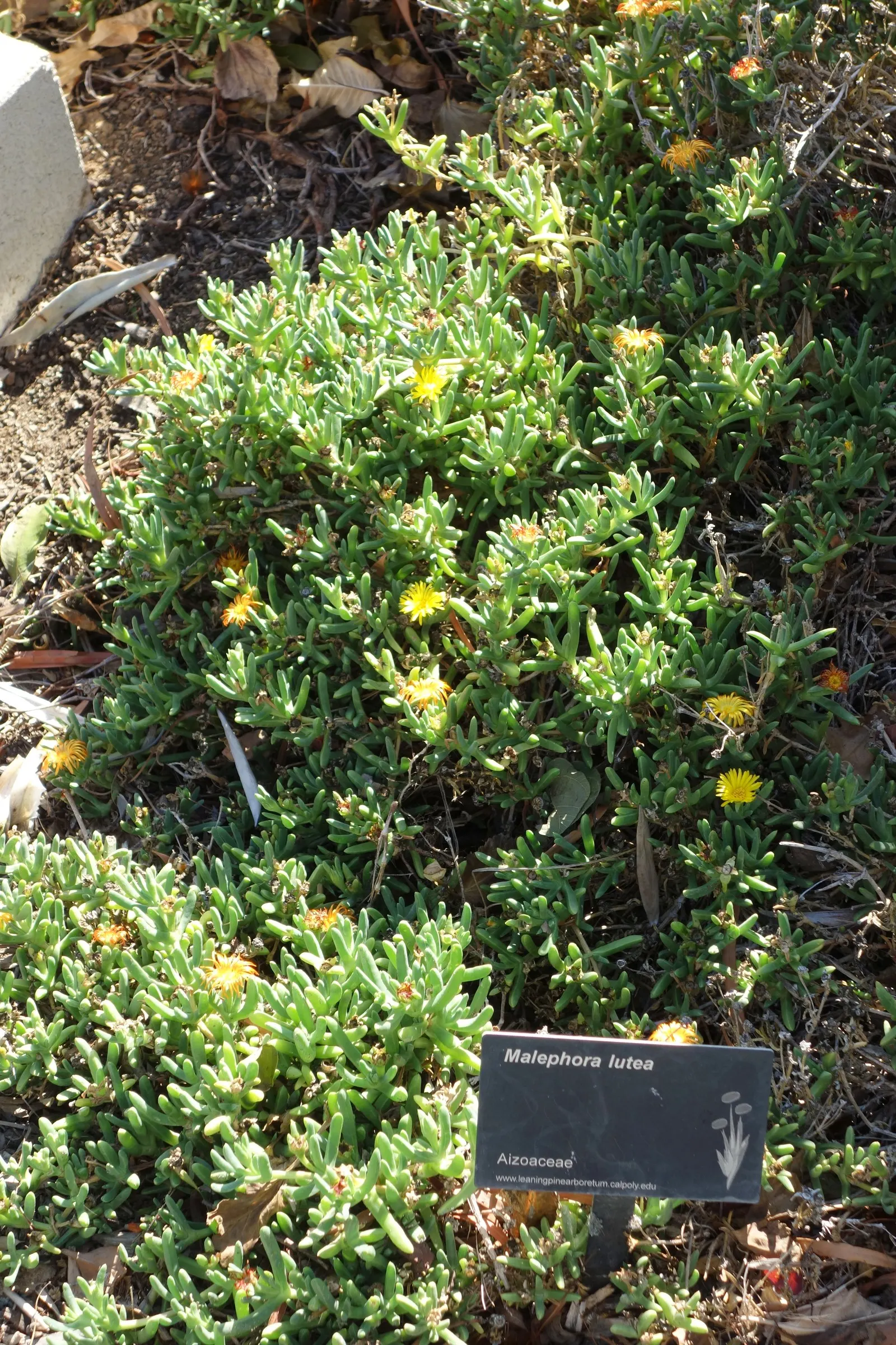 Rocky Point Ice Plant (Malephora Lutea) — its cascading habit adds vibrant texture to any landscape