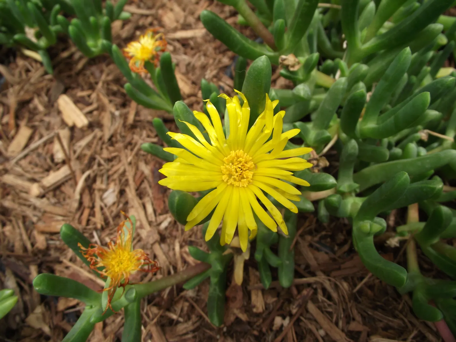 Rocky Point Ice Plant (Malephora Lutea) — Drought-tolerant once established, it requires minimal maintenance