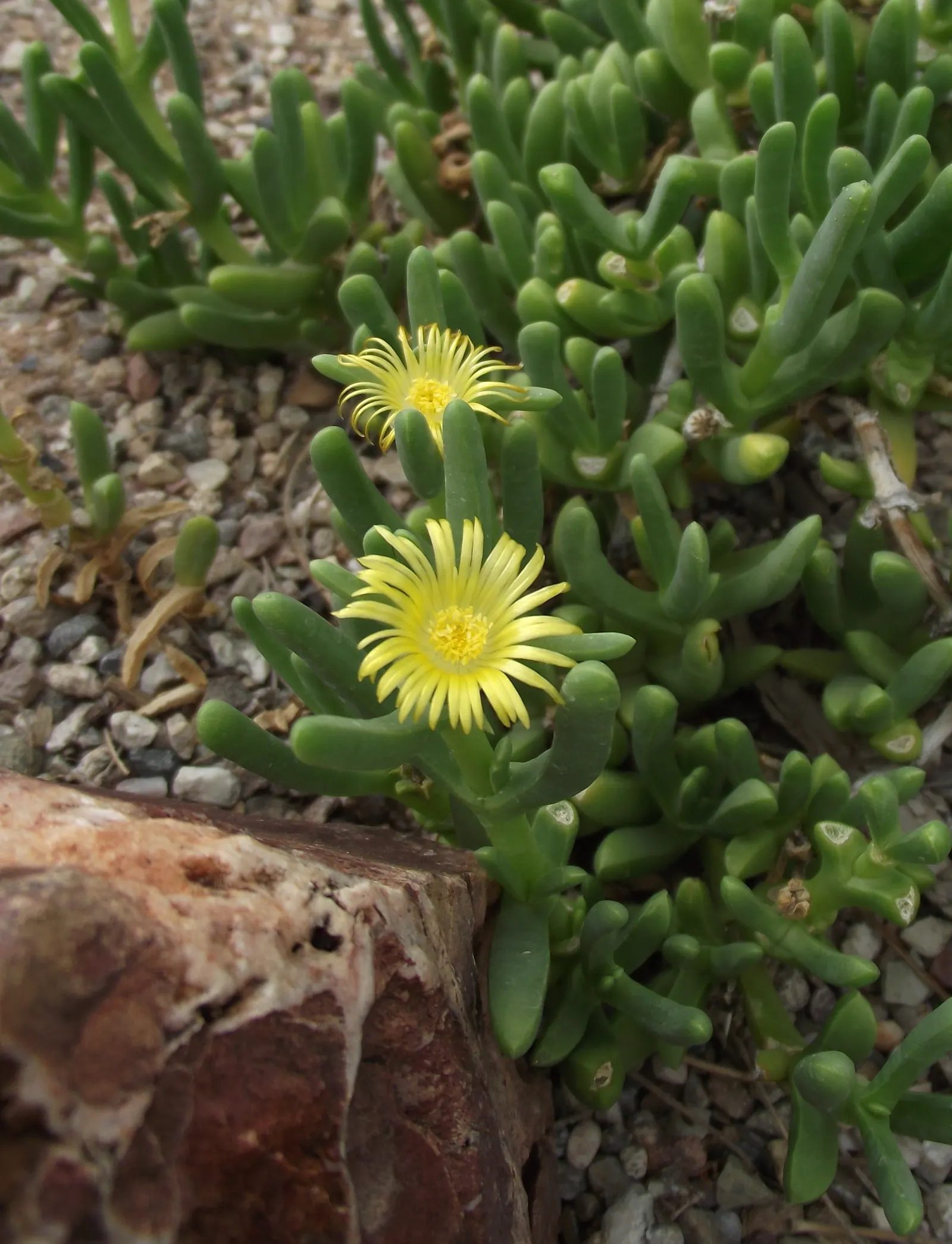 Rocky Point Ice Plant (Malephora Lutea) — scientifically known as Malephora lutea
