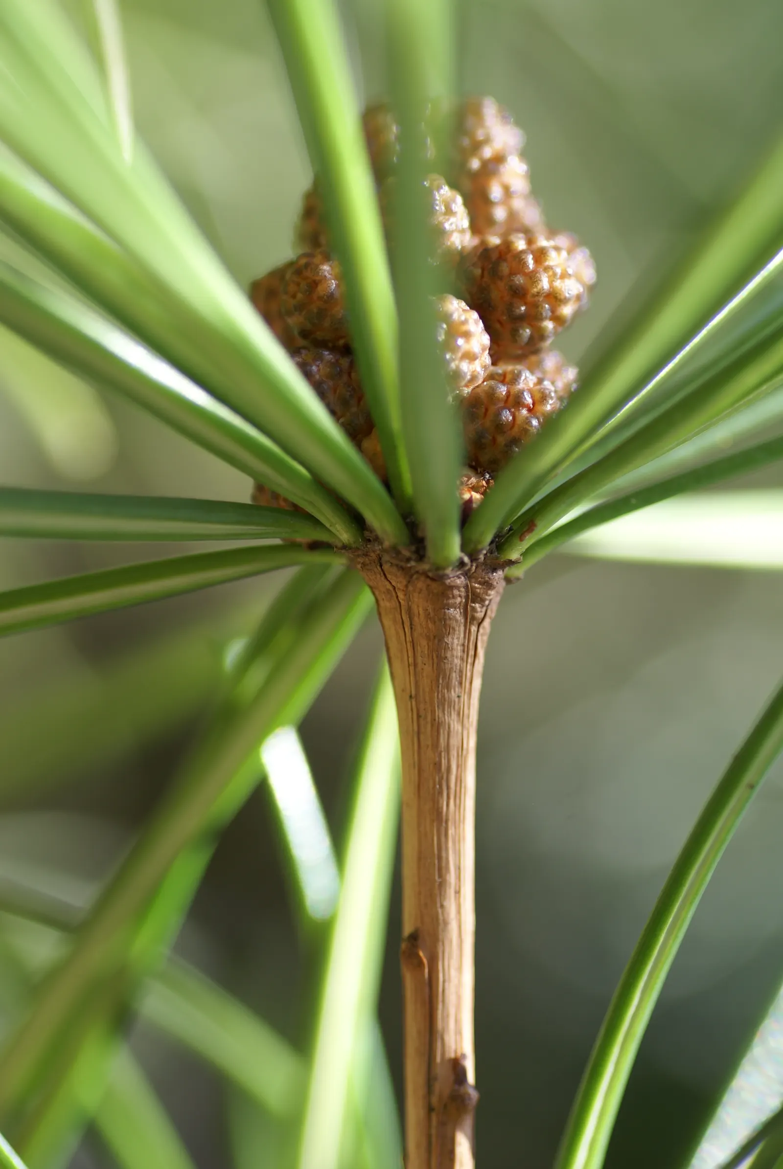 Japanese Umbrella Pine (Sciadopitys Verticillata) — resembling the spokes of an umbrella