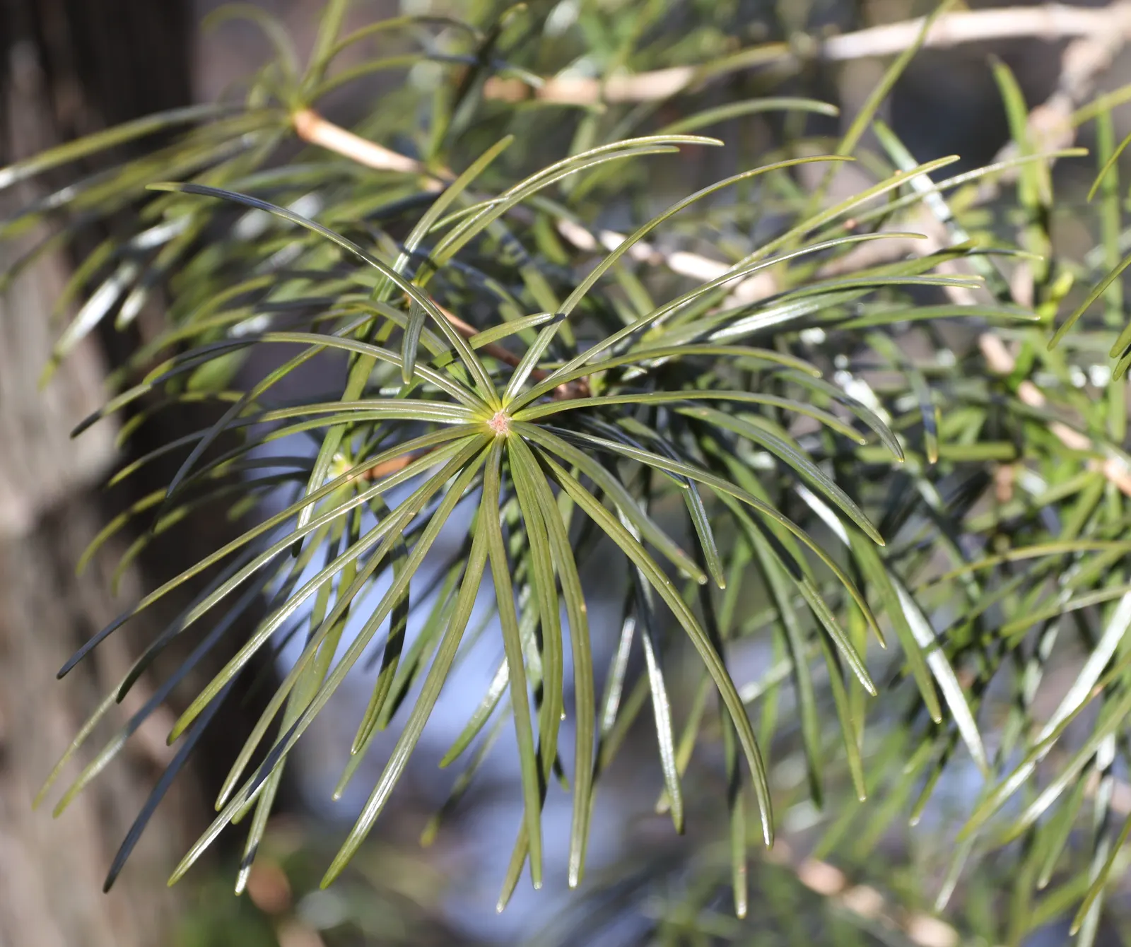 Japanese Umbrella Pine (Sciadopitys Verticillata) — with a spread of 15 to 20 feet