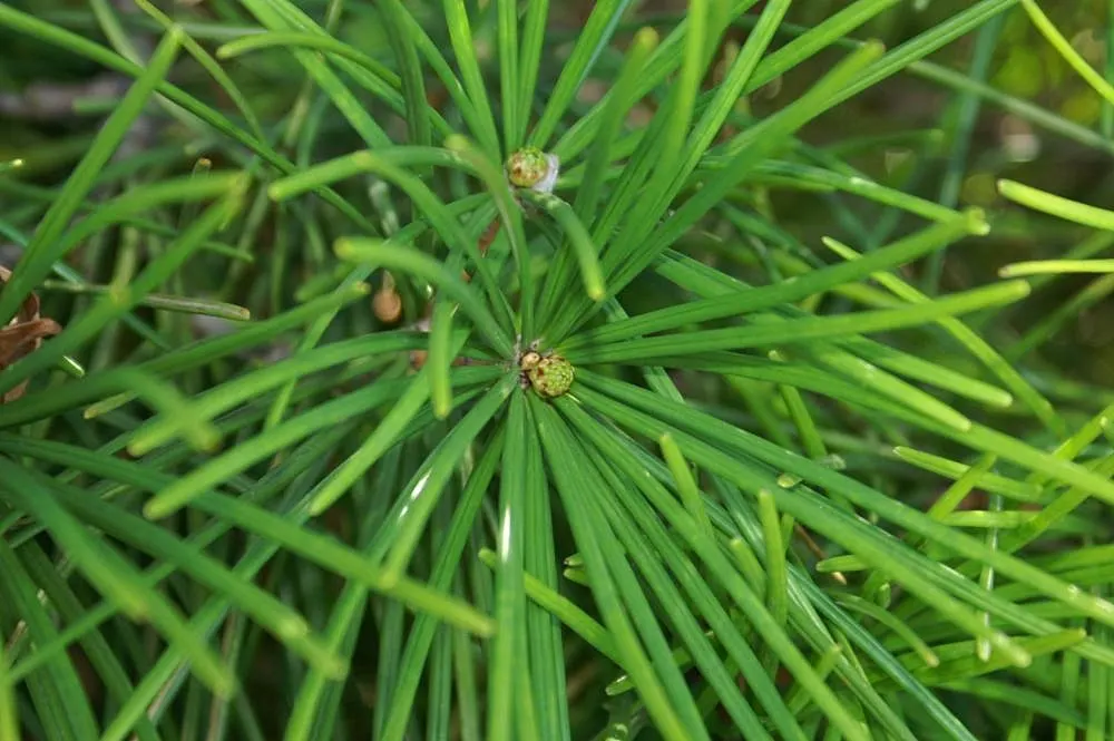 Japanese Umbrella Pine (Sciadopitys Verticillata) — it adds year-round interest and an exotic flair to temperate gardens; over many, image 45