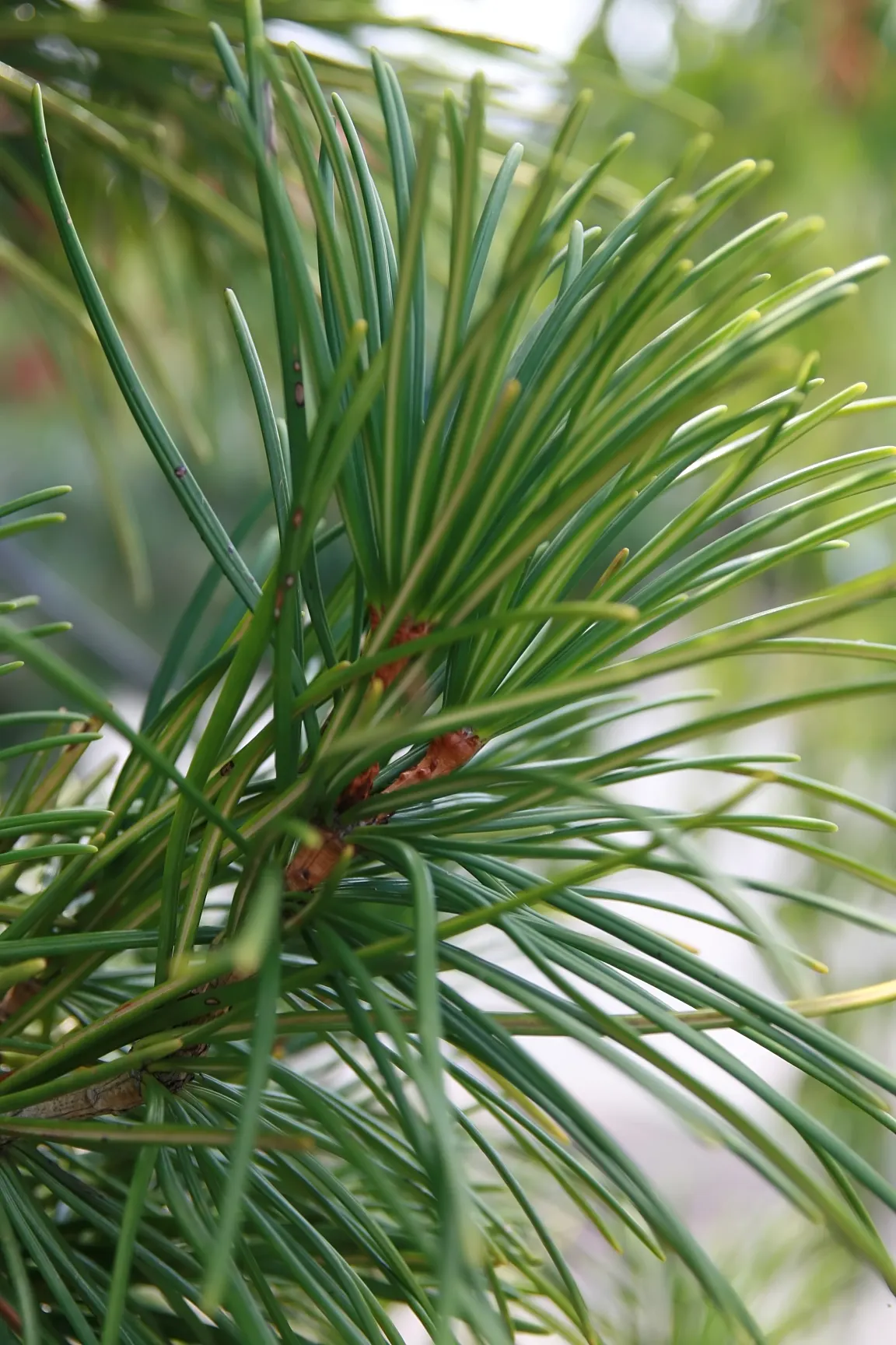 Japanese Umbrella Pine (Sciadopitys Verticillata) — is a unique conifer prized for its lush