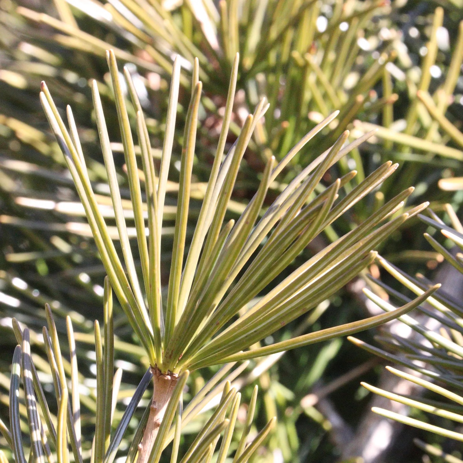 Japanese Umbrella Pine (Sciadopitys Verticillata) — Not a true pine, it is the sole member of its family, Sciadopityaceae