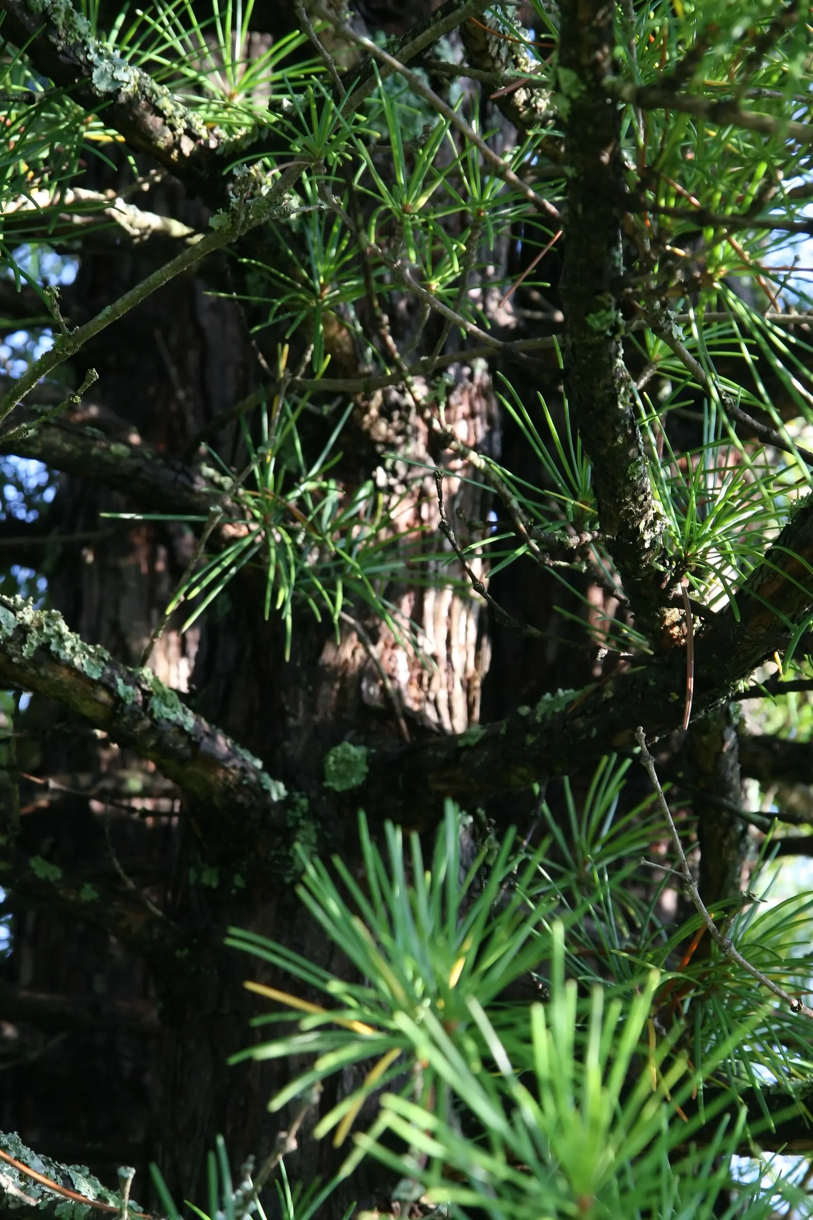 Japanese Umbrella Pine (Sciadopitys Verticillata) — Not a true pine, it is the sole member of its family, Sciadopityaceae; each "umbrella" consists of 12 to 30