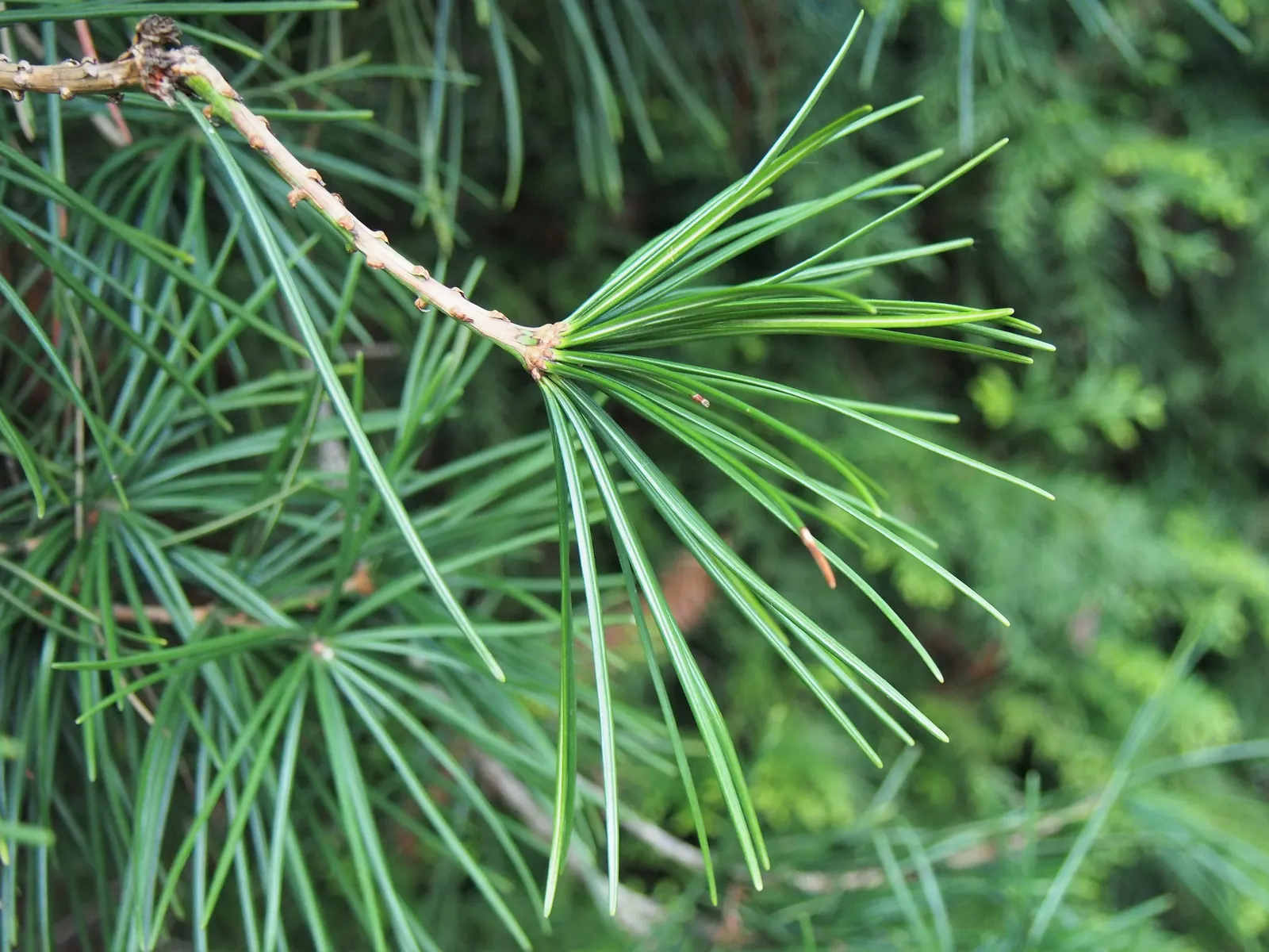 Japanese Umbrella Pine (Sciadopitys Verticillata) — and it pairs well with a variety of shrubs and perennials