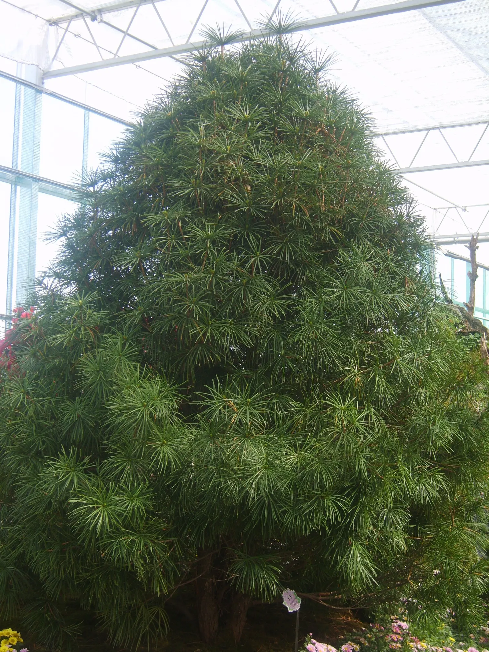 Japanese Umbrella Pine (Sciadopitys Verticillata) — dark green needles that radiate in whorls resembling umbrella spokes; with a spread of 15 to 20, image 42