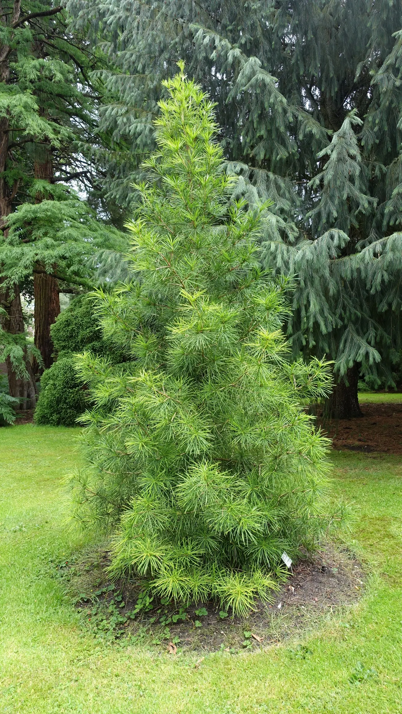 Japanese Umbrella Pine (Sciadopitys Verticillata) — Not a true pine, it is the sole member of its family, Sciadopityaceae; each "umbrella" consists, image 48