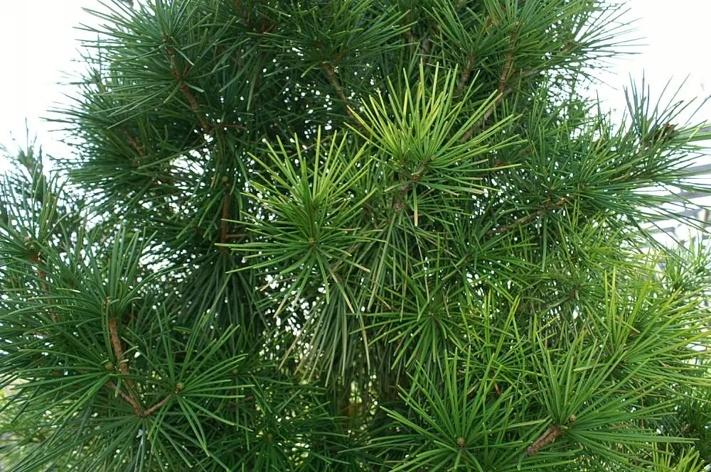 Japanese Umbrella Pine (Sciadopitys Verticillata) — reaching heights of 25 to 35 feet