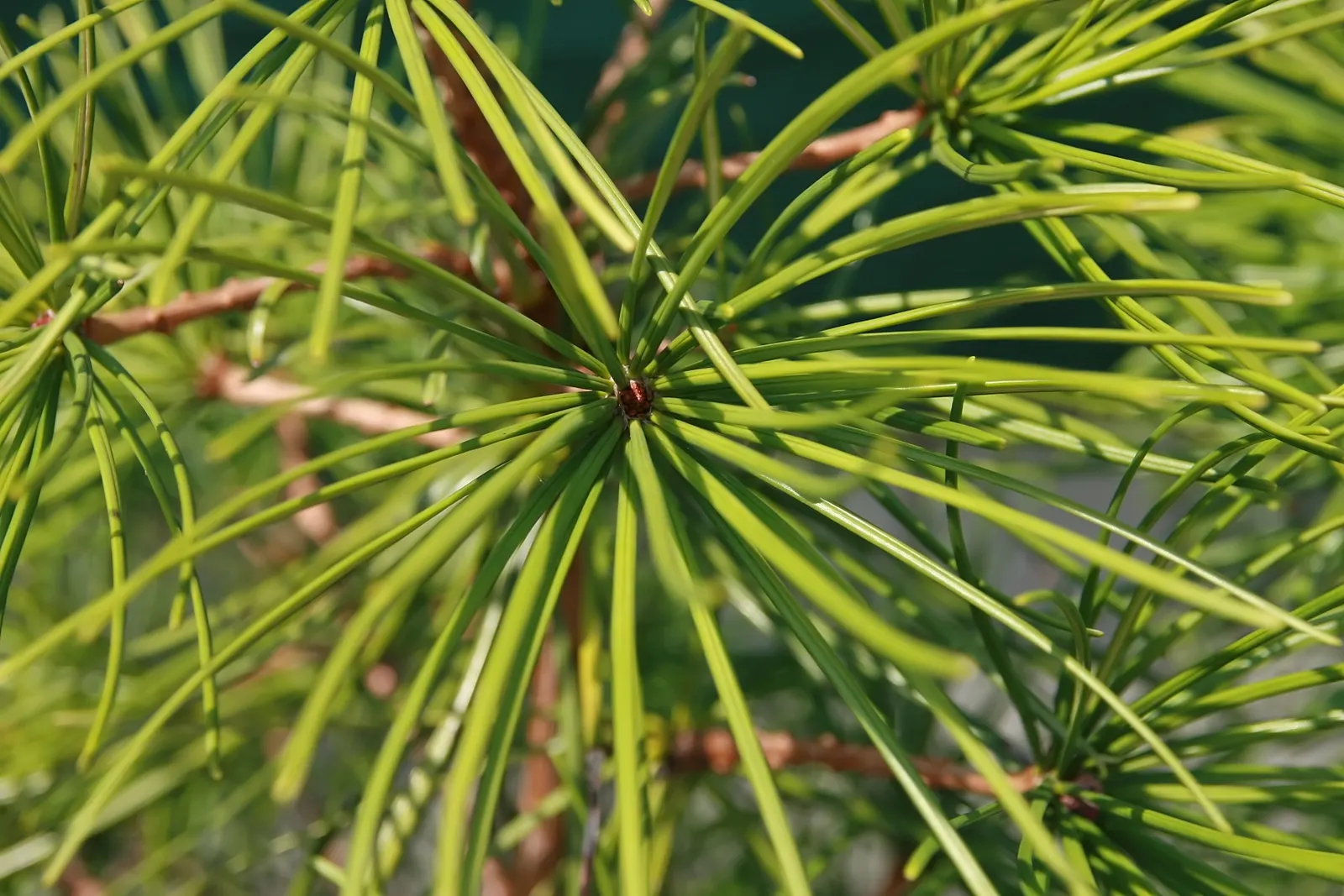 Japanese Umbrella Pine (Sciadopitys Verticillata) — This slow-growing evergreen can reach 25-30 feet in height and spread 15-20 feet wide in a landscape; and