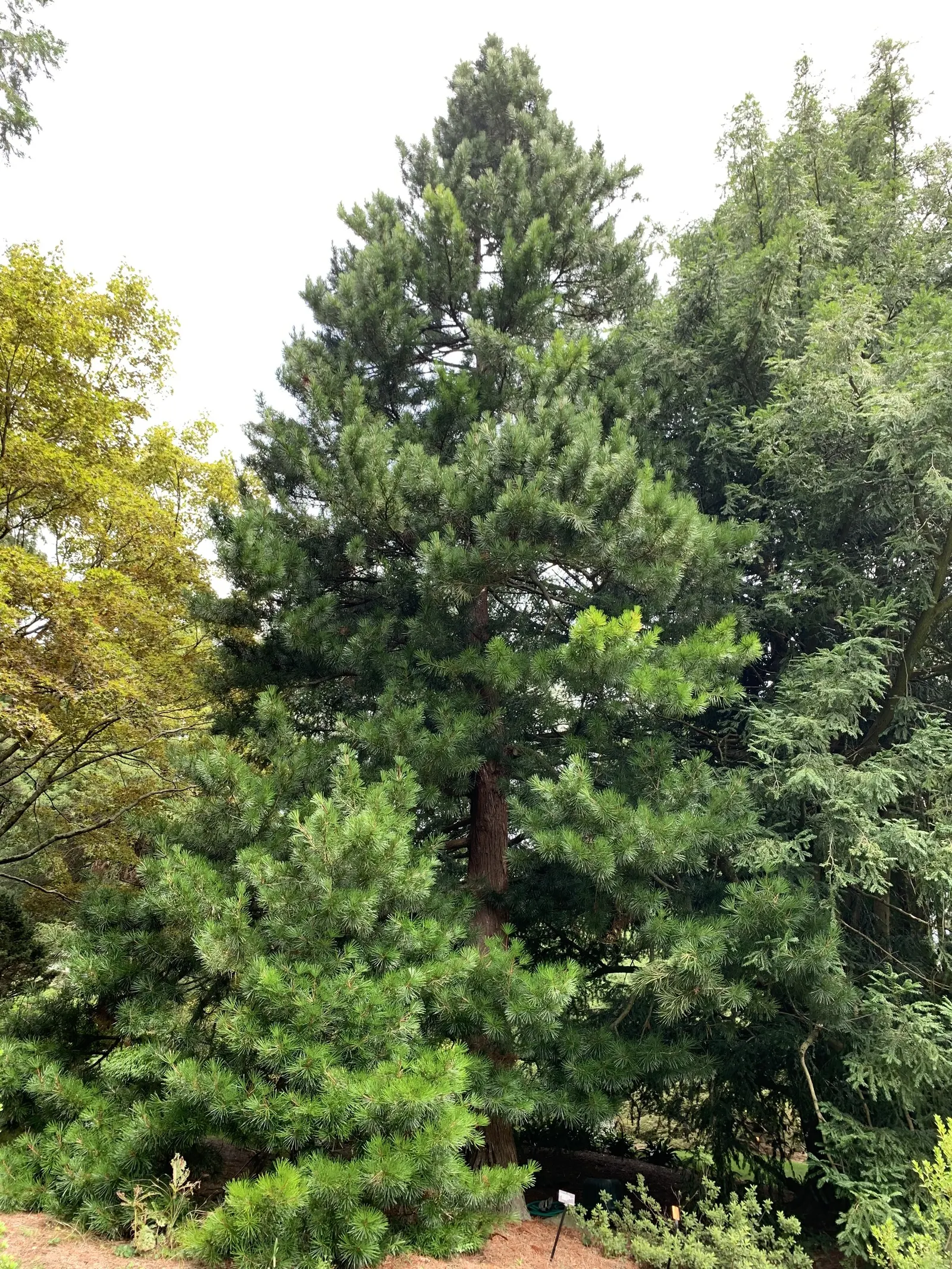 Japanese Umbrella Pine (Sciadopitys Verticillata) — conifer / tree for full