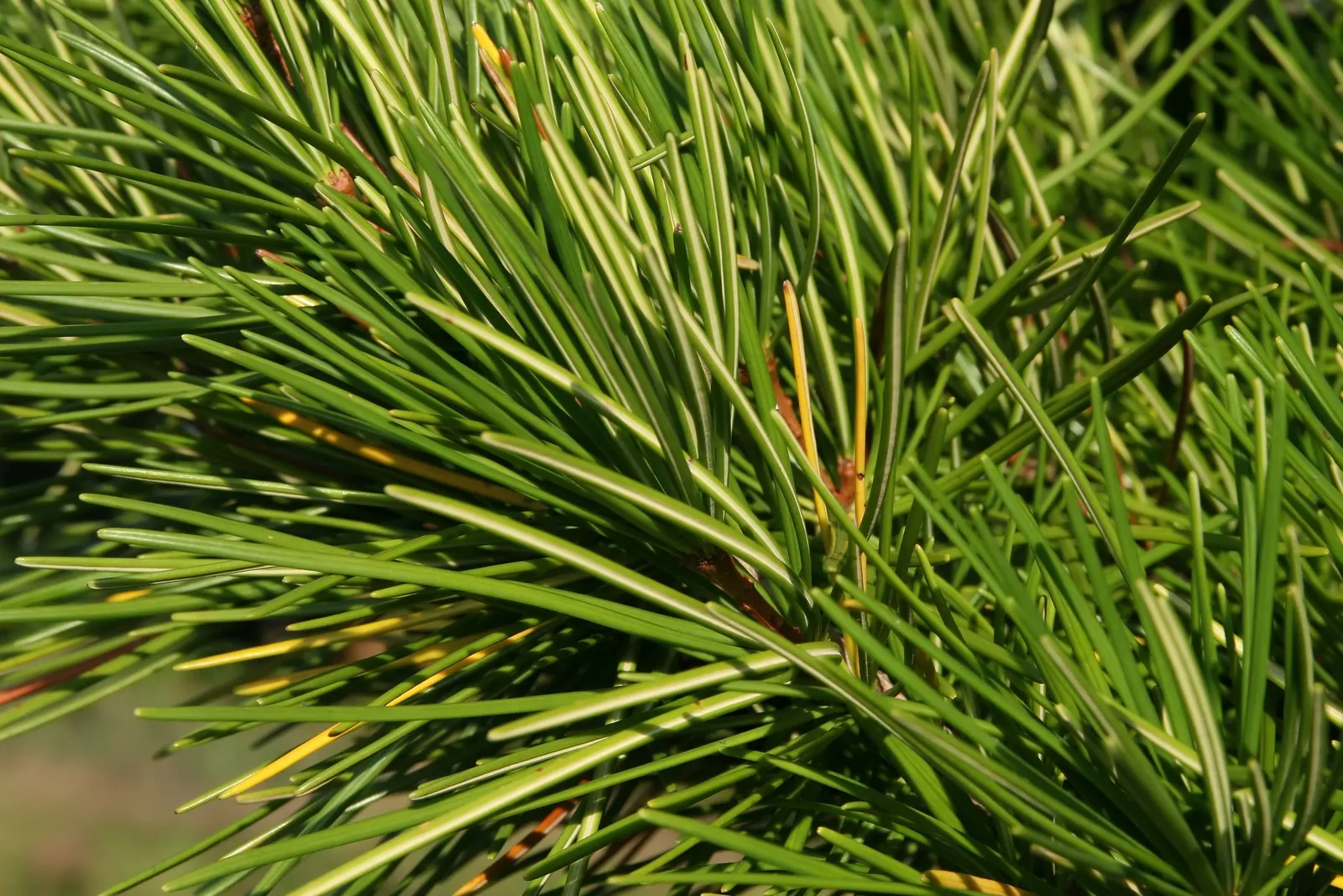 Japanese Umbrella Pine (Sciadopitys Verticillata) — The Japanese Umbrella Pine is an exotic addition, providing a touch of Asian elegance to any, image 39