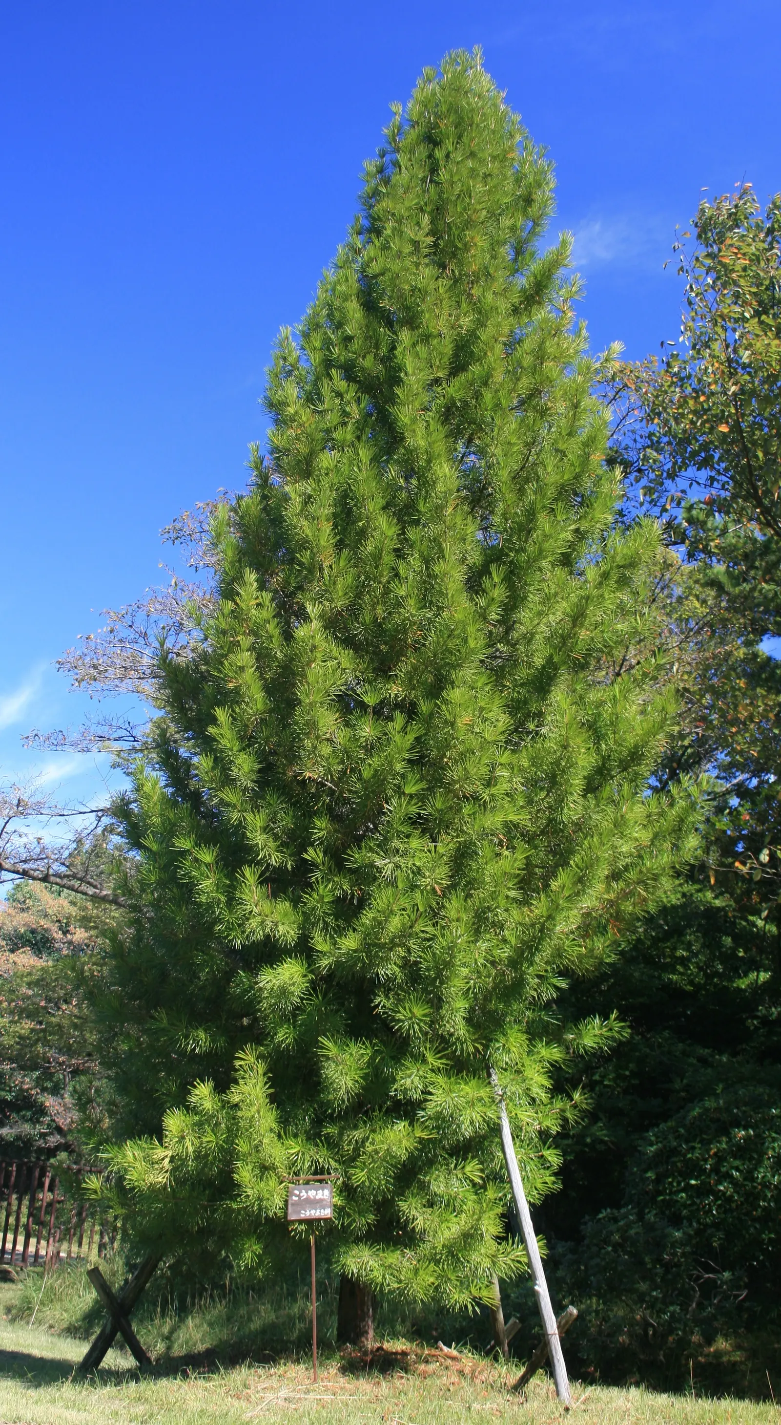 Japanese Umbrella Pine (Sciadopitys Verticillata) — each "umbrella" consists of 12 to 30 needles radiating around the stem