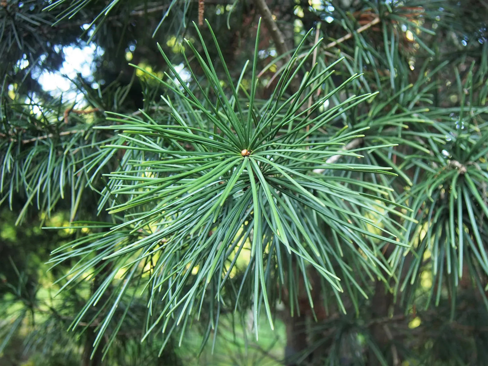 Japanese Umbrella Pine (Sciadopitys Verticillata) — reaching heights of 25 to 35 feet; is a unique and visually striking specimen revered for both its