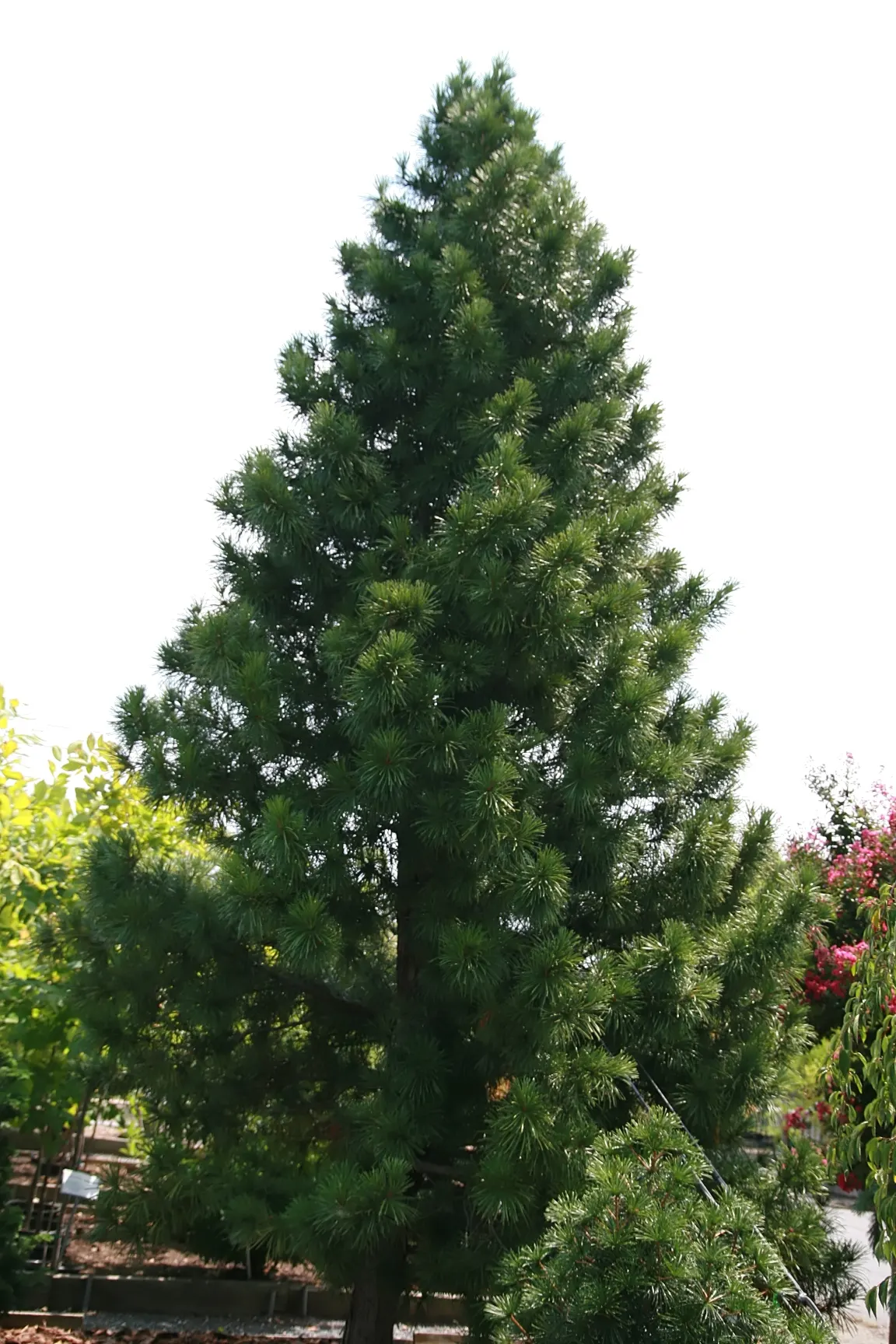 Japanese Umbrella Pine (Sciadopitys Verticillata) — This slow-growing evergreen can reach 25-30 feet in height and spread 15-20 feet wide in a, image 43