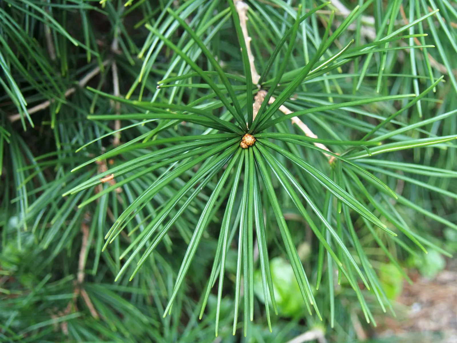Japanese Umbrella Pine (Sciadopitys Verticillata) — is a unique conifer prized for its lush; well-drained acidic soil and partial to full sun