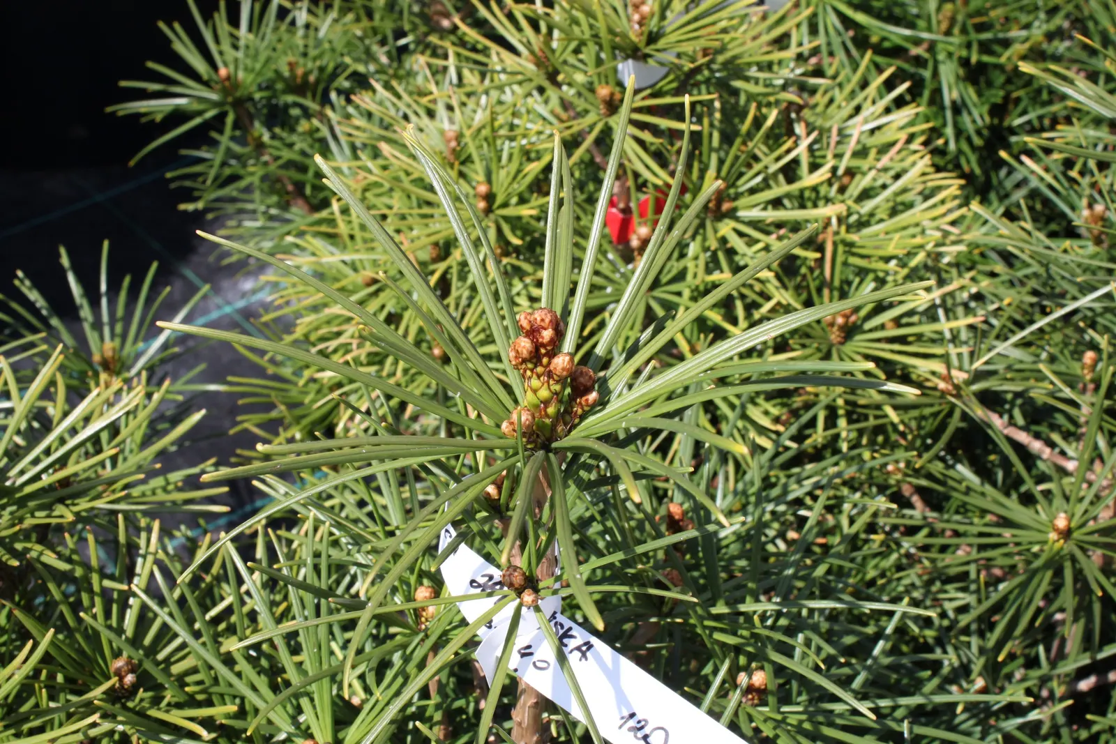 Japanese Umbrella Pine (Sciadopitys Verticillata) — the Japanese Umbrella Pine has a naturally symmetrical form; dark green needles that radiate in whorls